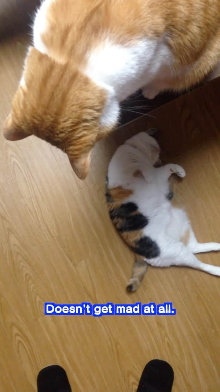 かりんちゃん&ちゃいちゃんのインスタグラム：「There are many other posts using popular effects.  #cat #cats #kitten #kitty #meow #neko #ねこ #猫 #고양이 #냐옹이 #catlove #lovecats #catlife #catlover #pet #pets #animal #animals #instacat #lovekitten # 貓 #gato #القط #🐱#catinsta #petinsta #catinstagram #petinstagrams」