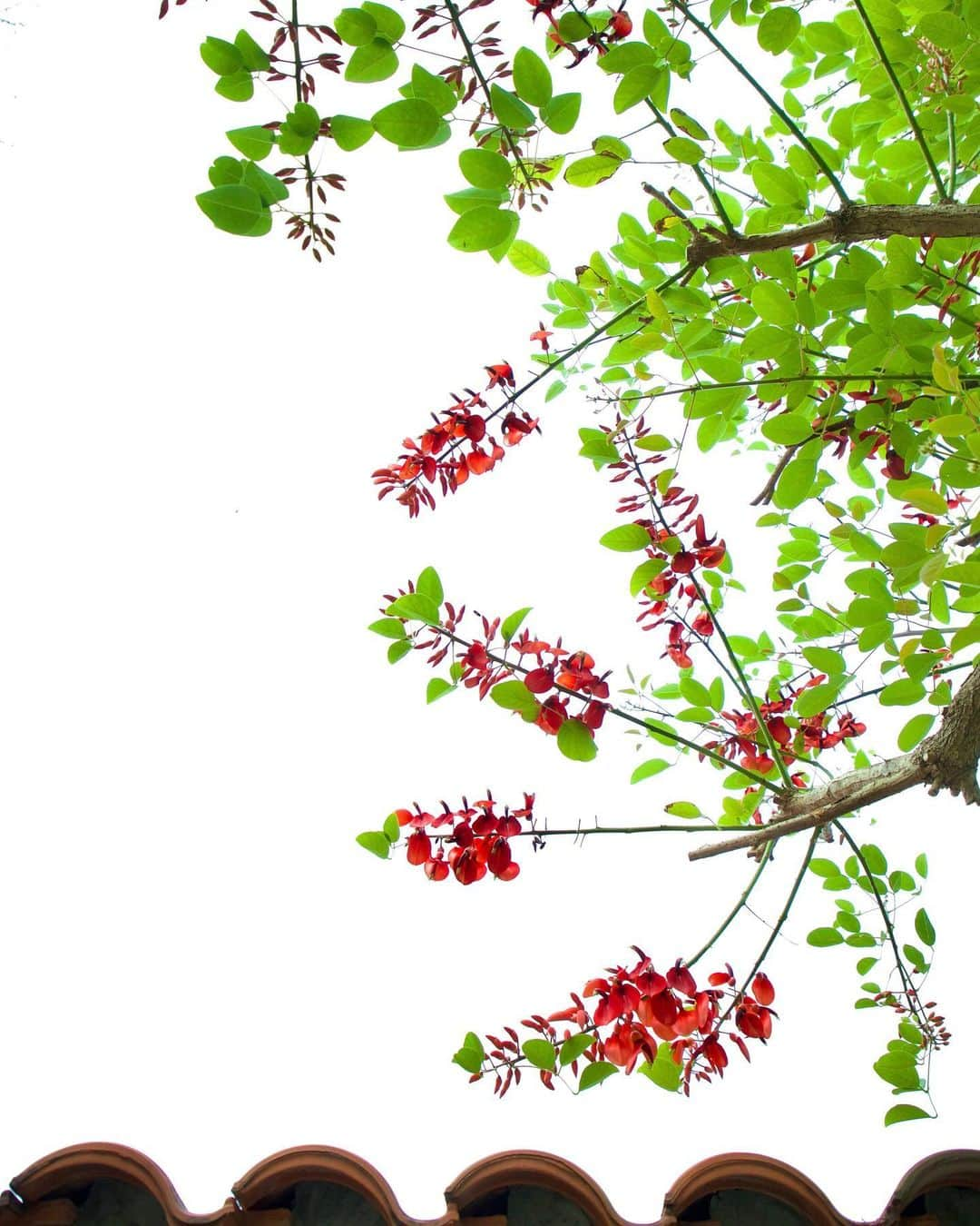 harumiのインスタグラム：「Cockspur Coral Tree❤️🌿❤️🌿  でいご〜の花が咲きぃ〜🎵  #アメリカデイゴ」