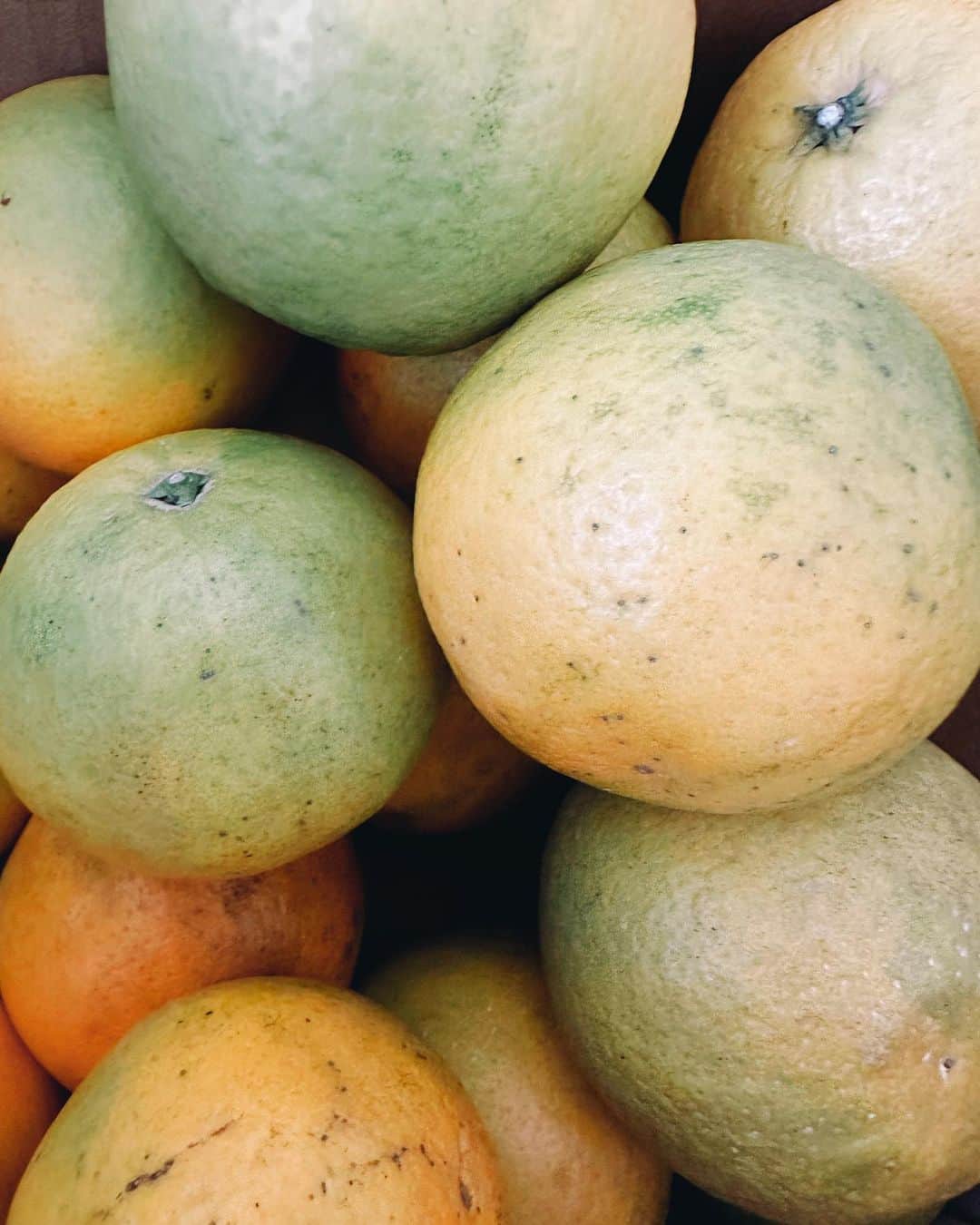金澤ダイスケのインスタグラム：「和歌山よりバレンシアオレンジ。 今回は画伯多忙の為作品はまたの機会に。 オレンジ美味しい🍊  #柏木農園 #緑が完熟」