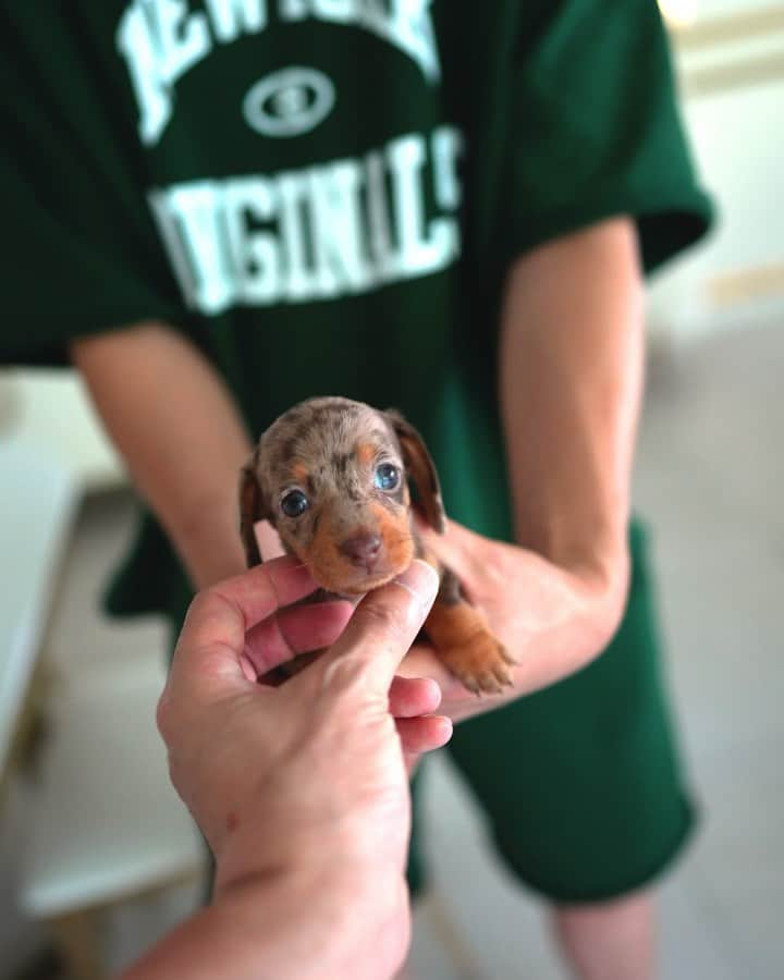 Rolly Pups INCのインスタグラム：「Vienna 💕💕  #bestdog #sausagedog #doxie #bestdogever #doxielove #dachshundsofinstagram #dachshund #dachshunds #littledog #mydog #sweetdog #lovedog #lovelydog」