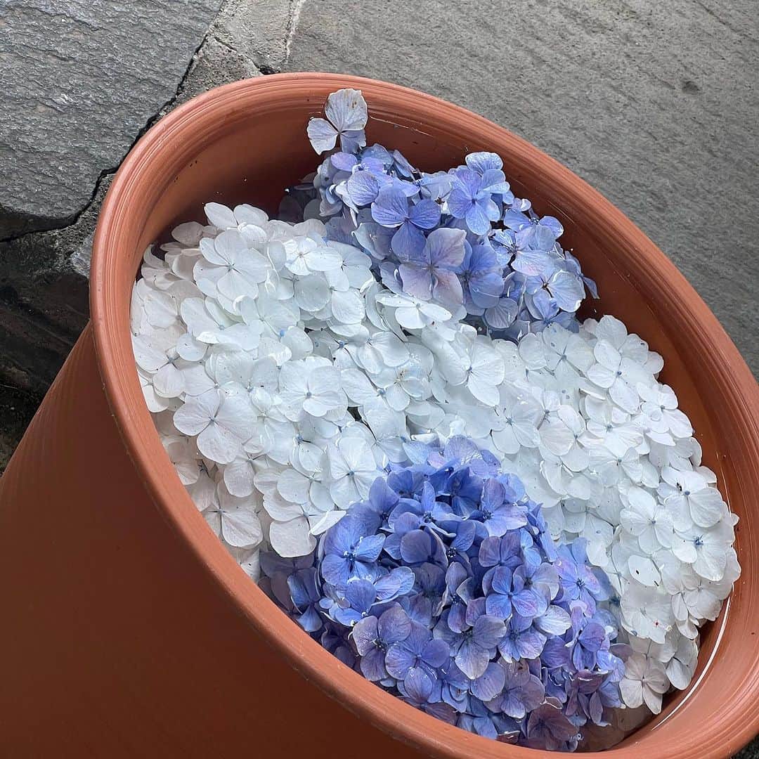 蒼真海（まみへえ）さんのインスタグラム写真 - (蒼真海（まみへえ）Instagram)「鎌倉で見つけた紫陽花🤍💜...🤍🤍🤍」7月19日 10時32分 - mami_0110