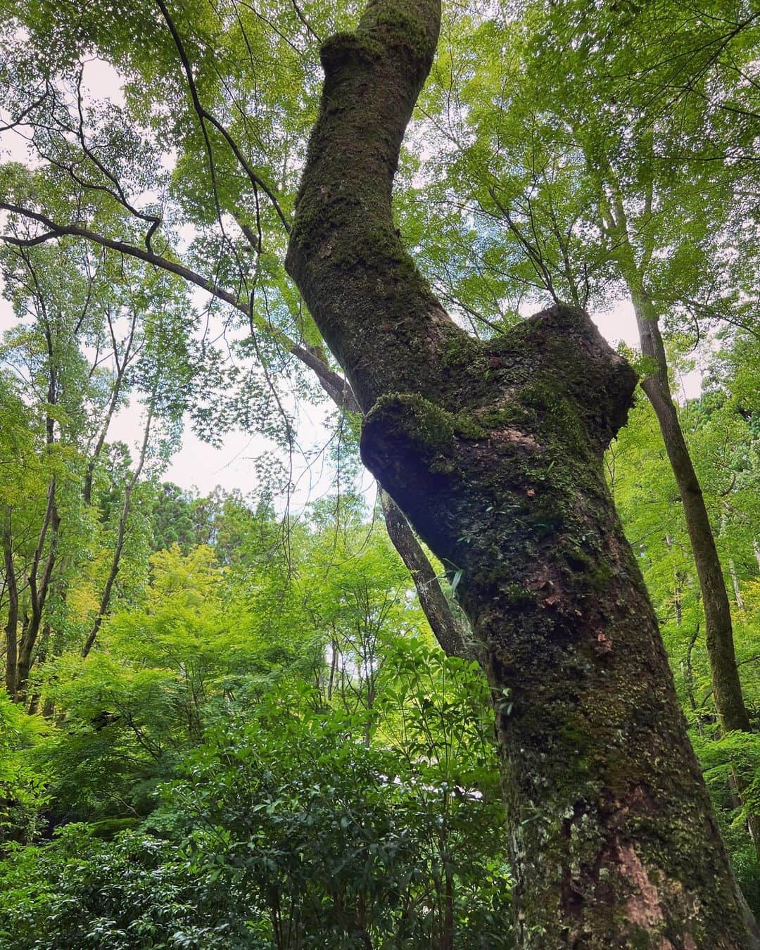 中村アンのインスタグラム：「🪵🌳🌱🍃🍵🎣」
