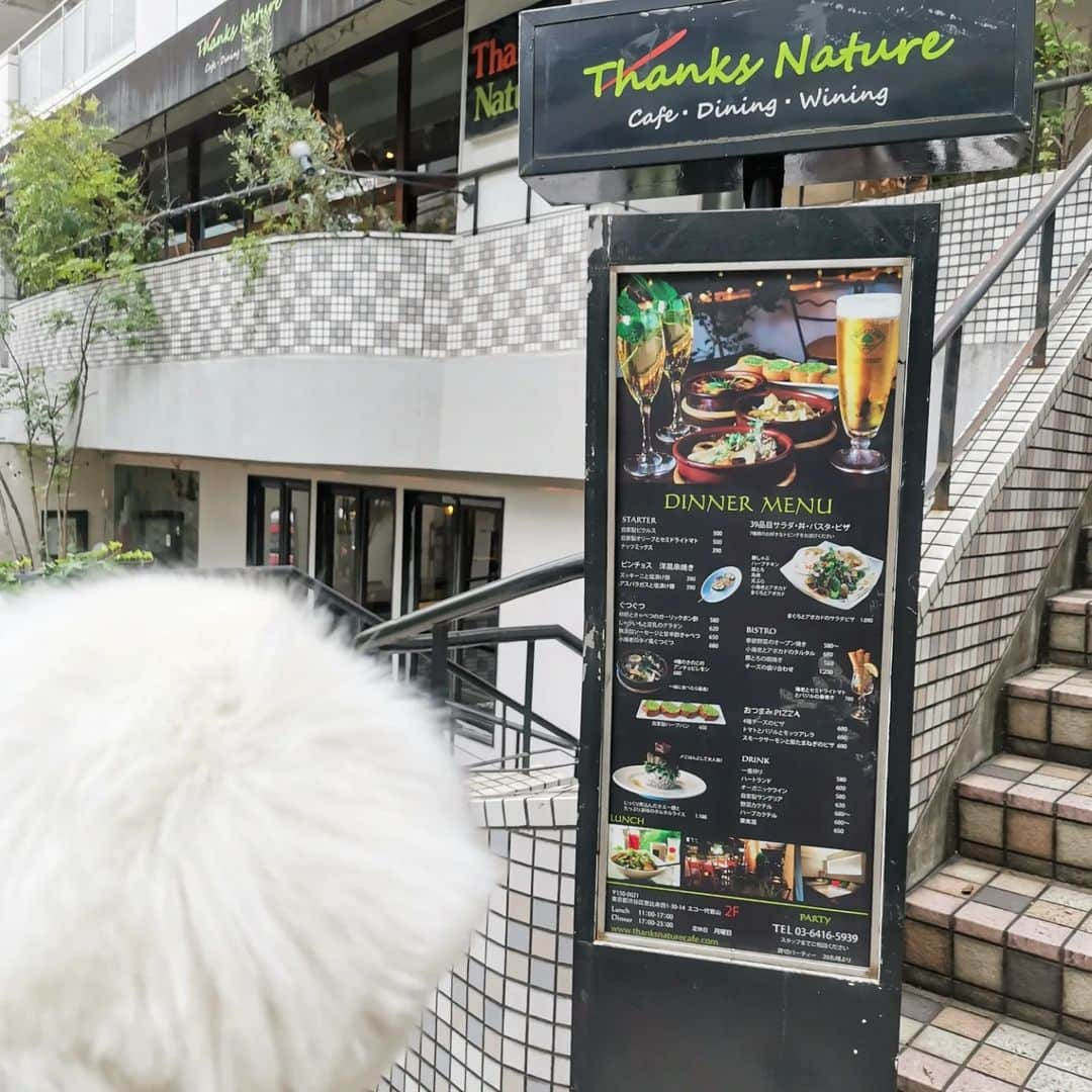 杉山由紀子のインスタグラム：「📍thanks nature(恵比寿.代官山)✨店内犬OK🐾 ( @thanksnaturecafe )  この白いもふもふと一緒に行ってきました♡笑  あさちゃんはいつもしらたまと一緒に♫と声かけてくれて本当に感謝❤❤❤  そしてこの日はおそろいのプレゼントを🎁  ありがとう(^^)✨✨  この日の会話も宇宙から身の回りの話まで幅広でした♡  #thanksnature #恵比寿lunch #恵比寿ランチ #恵比寿カフェ #代官山ランチ #代官山lunch #代官山カフェ #野菜たっぷり #犬OK #店内犬OK #犬カフェ」