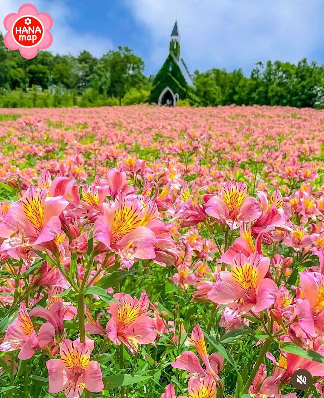 はなまっぷ❁日本の花風景のインスタグラム：「🌸はなまっぷ🌸 *  @sada_mtk さんの 花のある風景に花まるを💮 * まるで絵本の1ページのような教会のあるアルストロメリアのお花畑をありがとうございます😊🌸 * #岐阜　#牧歌の里 Bokka no Sato, Gifu Pref. * アルストロメリアの花言葉 持続、エキゾチック * #はなまっぷ #日本の美しい花風景#花のある風景#花#花言葉 #アルストロメリア#岐阜#ピンク#黄色#教会#花の教会#花畑#夏#牧場 * いつも素敵なお花をありがとうございます😊 ※見頃が過ぎている花、終わっている花もご紹介させていただいています。 * 🌸••••••お知らせ••••••🌸 * 花風景検索サイト　はなまっぷ https://hanamap.com 🔍「はなまっぷ」または @hanamap プロフィール欄から ぜひご覧ください * 📖🌸📖🌸📖🌸📖🌸📖 四季の花々を訪ねていきたい にっぽんの花地図 好評発売中📘 📖🌸📖🌸📖🌸📖🌸📖」