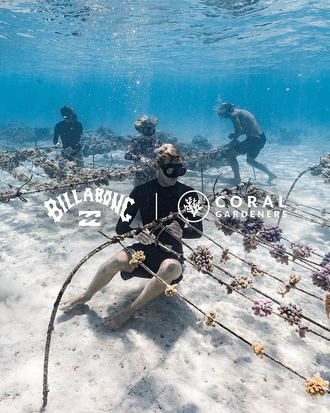 BillabongWomensJapanのインスタグラム：「"No reef. No ocean. No air.” – @toutiess & @coralgardeners  コーラル・ガーデナーズは、サンゴ礁の劣化に対する問題解決を見つけるために活動しています。 サンゴ礁啓発週間（7 月 17 ～ 23 日）を記念して、私たちはコーラル ガーデナーズとの長期的なパートナーシップを発表します。  2024 年初頭には、収益の一部が重要な活動をサポートするために還元される、環境に配慮したコーラル ガーデナーズ コレクションをローンチします。これから、サンゴ礁を救う方法を学んでいきましょう。  The organization started by surfers on Mo’orea, Coral Gardeners, works to find a solution to the degradation of coral reefs in their backyard and beyond. In celebration of Coral Reef Awareness Week (July 17-23), we’re proud to announce our long-term partnership with Coral Gardeners.  Look for our first eco-conscious Coral Gardeners collection in early 2024 with a portion of proceeds going back to the organization to support their critical work. Until then, go to the Coral Gardeners link in our bio to learn how you can help save the reef.  #BillabongAdventureDivision」