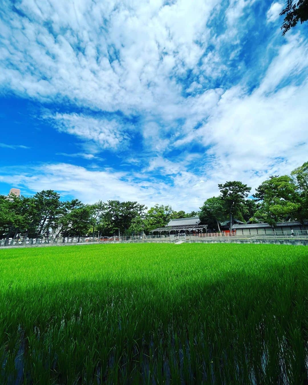 住吉大社 | sumiyoshitaishaのインスタグラム：「6月14日の御田植神事以来、早苗はすくすくと成長しています。 朝夕には蛙が鳴き 野鳥たちが訪れる、御田は都会のオアシスです。  #sumiyoshitaisha #osaka #japan #nationaltreasure #osakasightseeing #sightseeing #japantrip #osakatrip #shrine #住吉大社 #神社 #国宝 #燈籠 #日本 #大阪 #大阪観光 #travel #beautiful#japaneseculture #koi #coloredcarp #carp #錦鯉 #反橋 #橋 #稲作 #田植え #かかしプロジェクト #田んぼ」