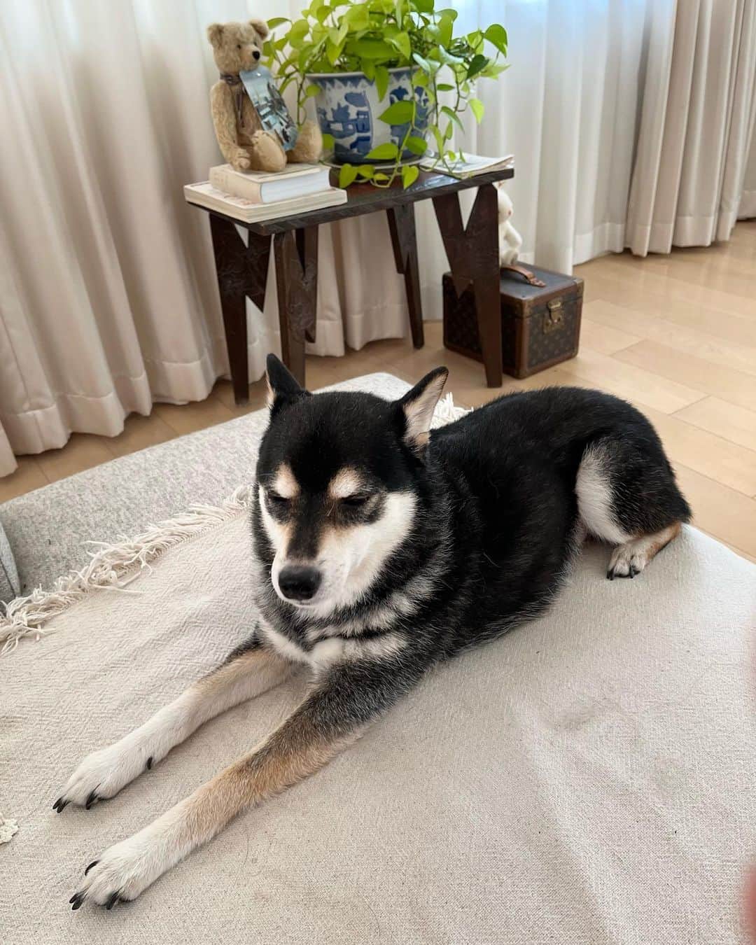 高見恭子さんのインスタグラム写真 - (高見恭子Instagram)「ぷはぁーー、楽しいことしか覚えていない。あとは忘れる  #dog #doginstagram  #doglife #dogphoto  #shiba#shibainu  #kuroshiba  #kuroshibainu  #猫と犬のいる暮らし  #ありがとう」7月19日 13時42分 - takami_kyoko