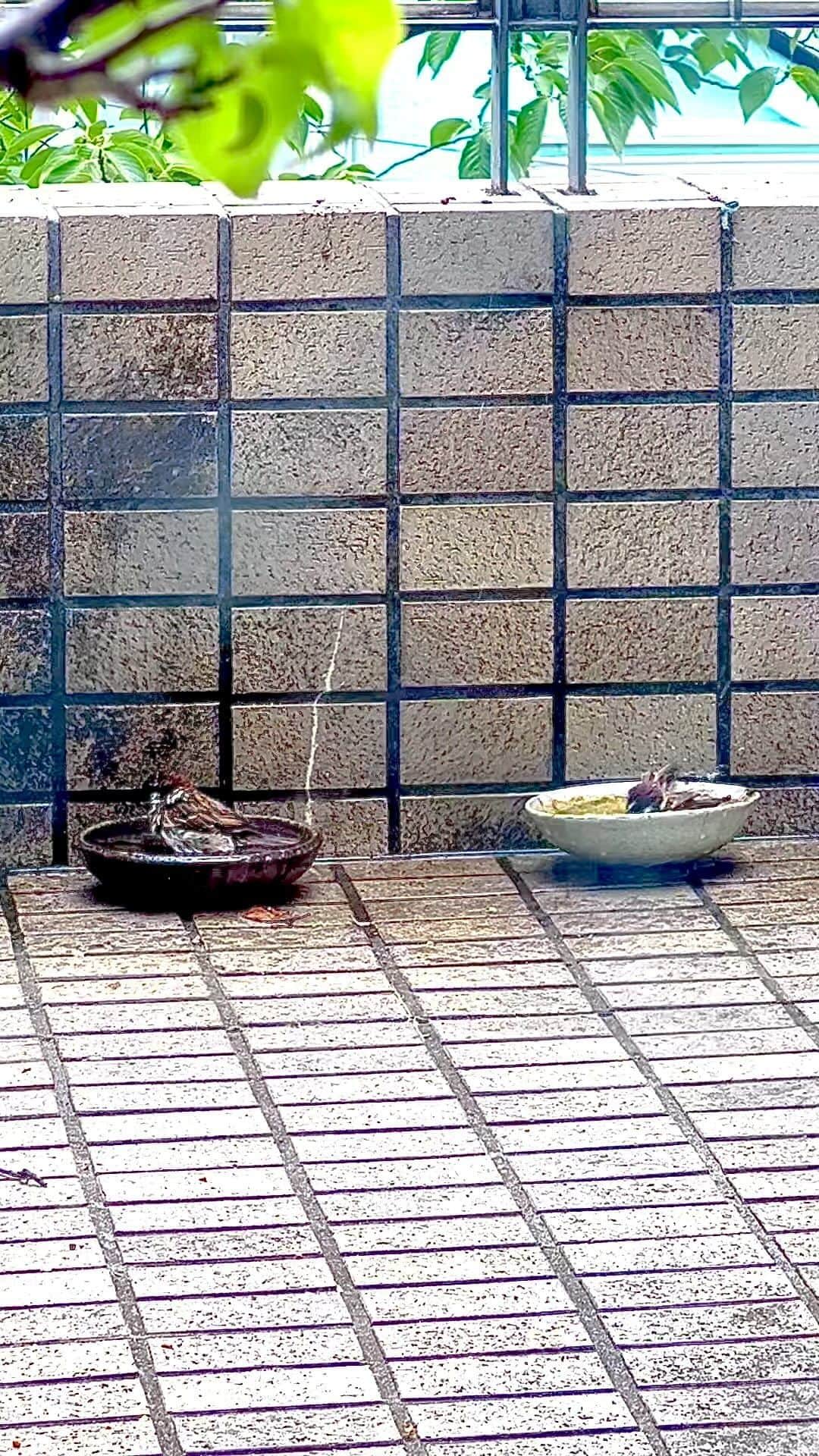 世良公則のインスタグラム：「・・・・・・  ｢増えたね水浴プール(茶盌)｣  ｢じゃあ、今日は喧嘩しないで仲良く水浴び｣  ｢イェーッ｣  ・・・・・・  #世良公則 #masanorisera #japaneseartist #japaneseculture」