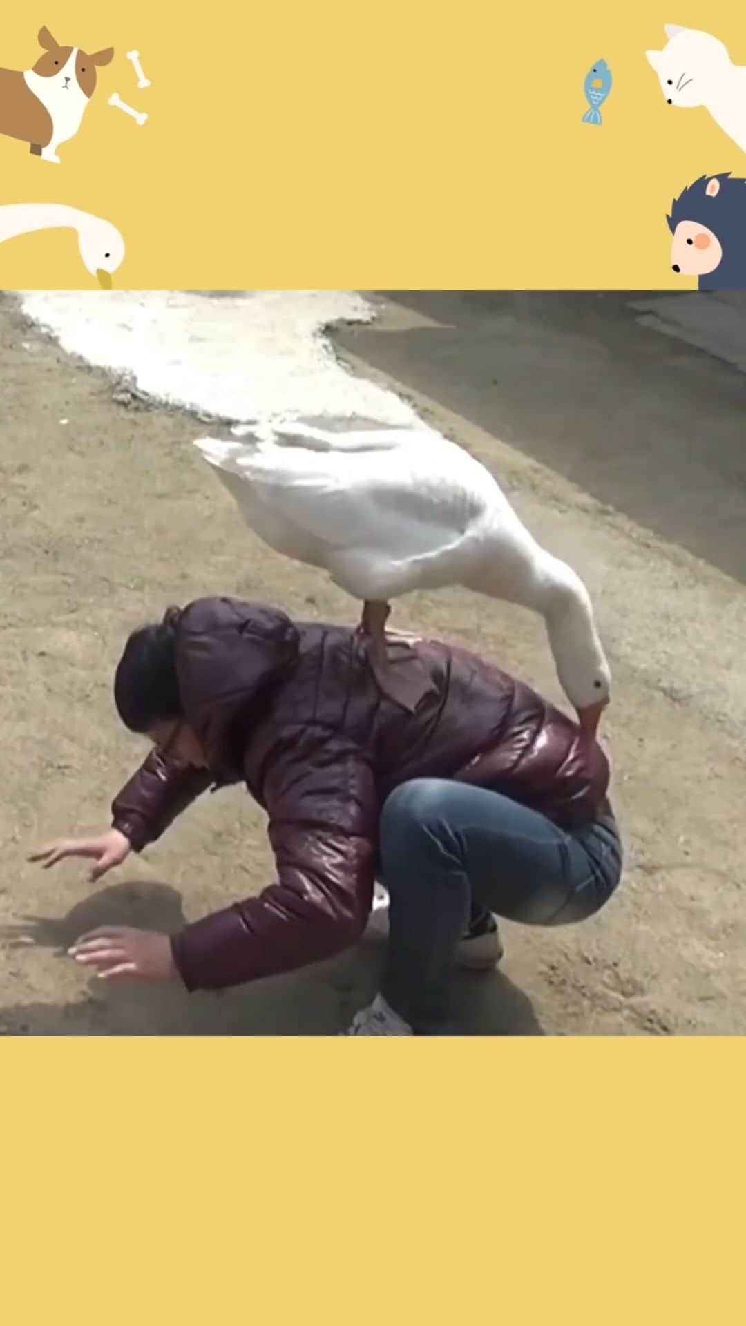AS4Uのインスタグラム：「[황금거위편] 제작진 수난시대   ✅원본 영상 ➡️https://youtu.be/zEezgNozrMM ✳️ 방송 정보 : [동물극장 단짝] 꼬부랑 할머니와 황금거위 편  #거위 #동물 #애니멀포유」