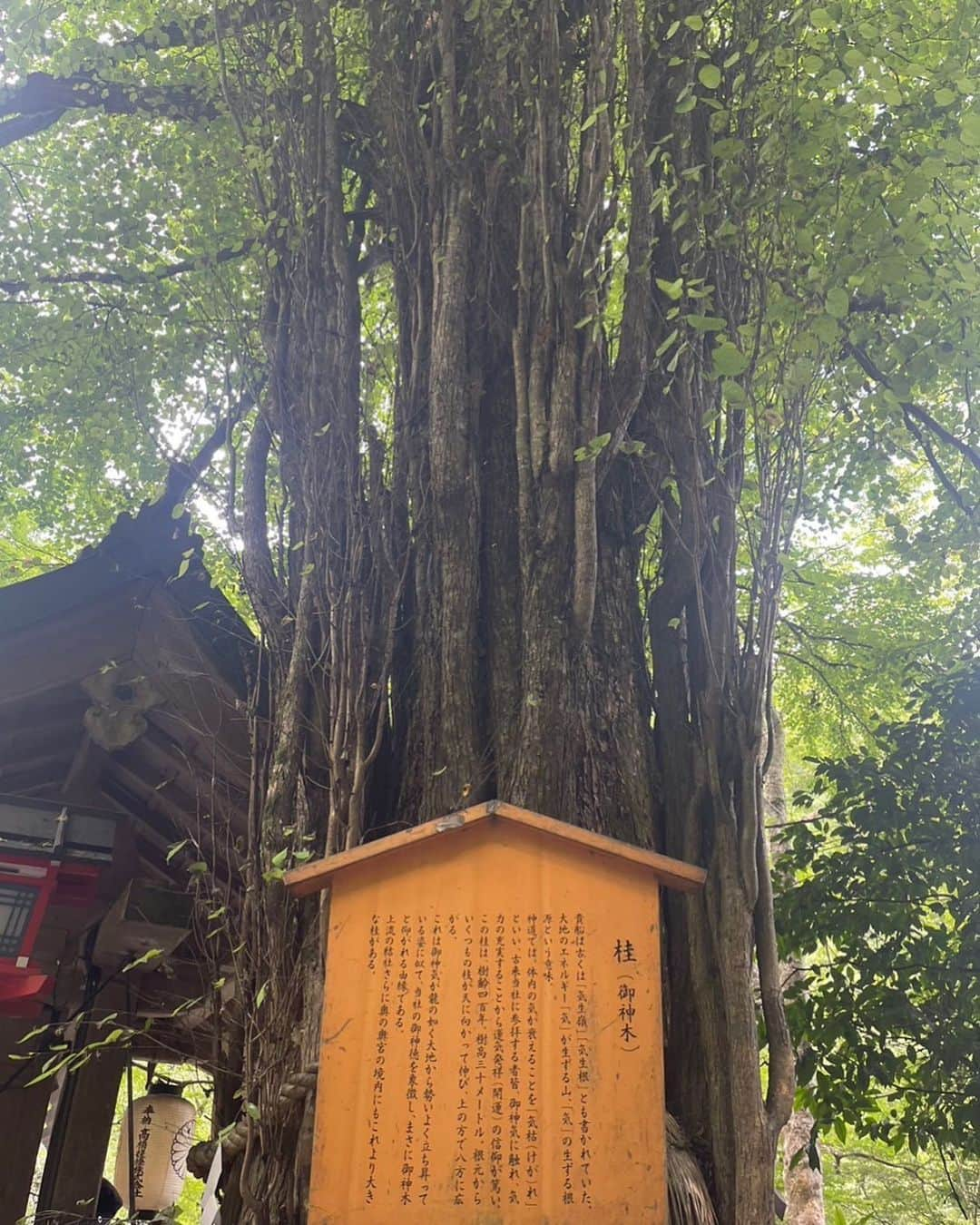 桂のインスタグラム：「御神木 桂 ２０２３  #kifuneshrine #katsura #nature #tree #katsuratree #sacredtree #kifunejinja #tanabata #貴船神社 #桂 #御神木 #御神木桂 #七夕」