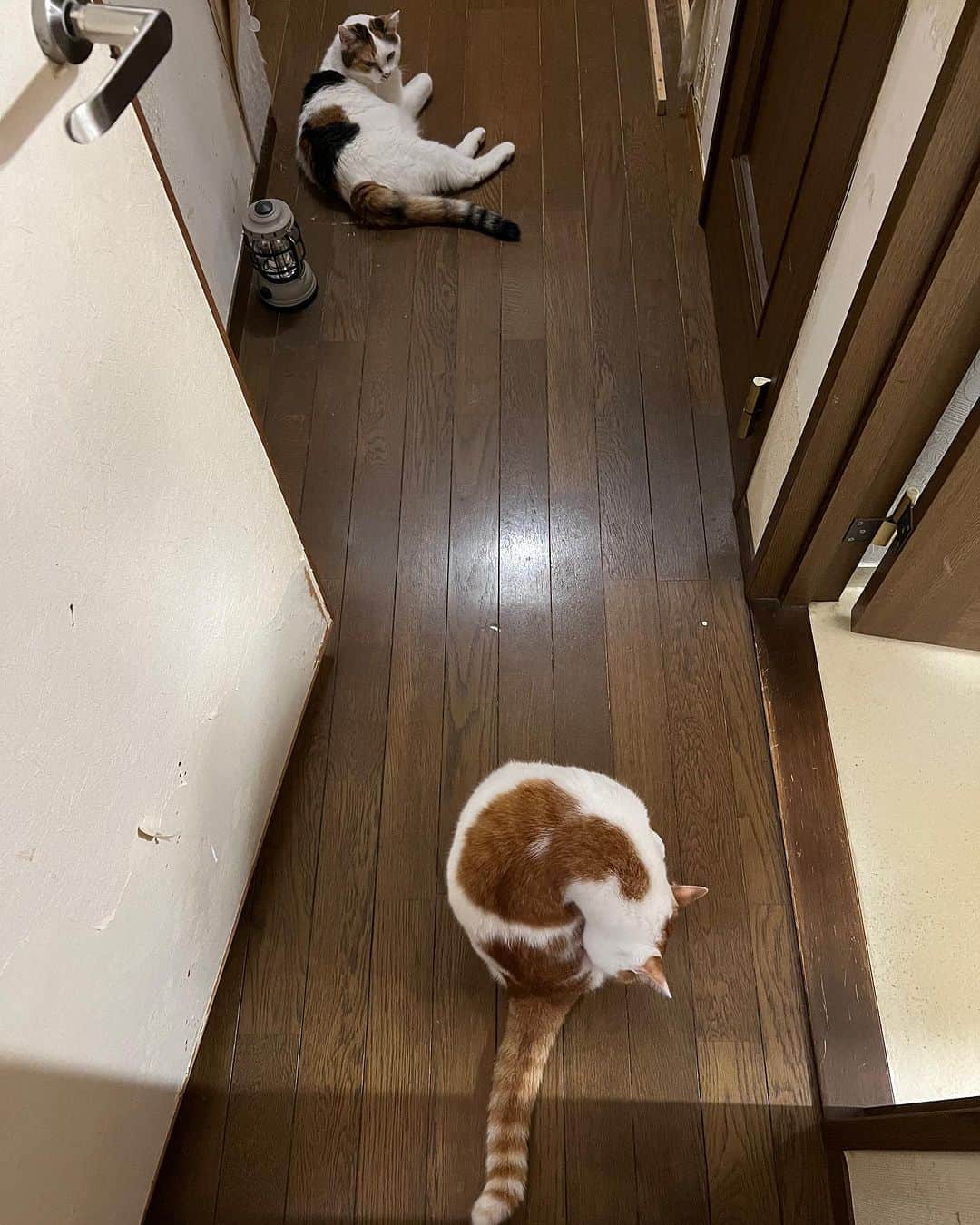 Kachimo Yoshimatsuのインスタグラム：「廊下の2人  #うちの猫ら #猫 #oinari #mikeko #ねこ #ニャンスタグラム #にゃんすたぐらむ #ねこのきもち #cat #ネコ #catstagram #ネコ部 http://kachimo.exblog.jp」