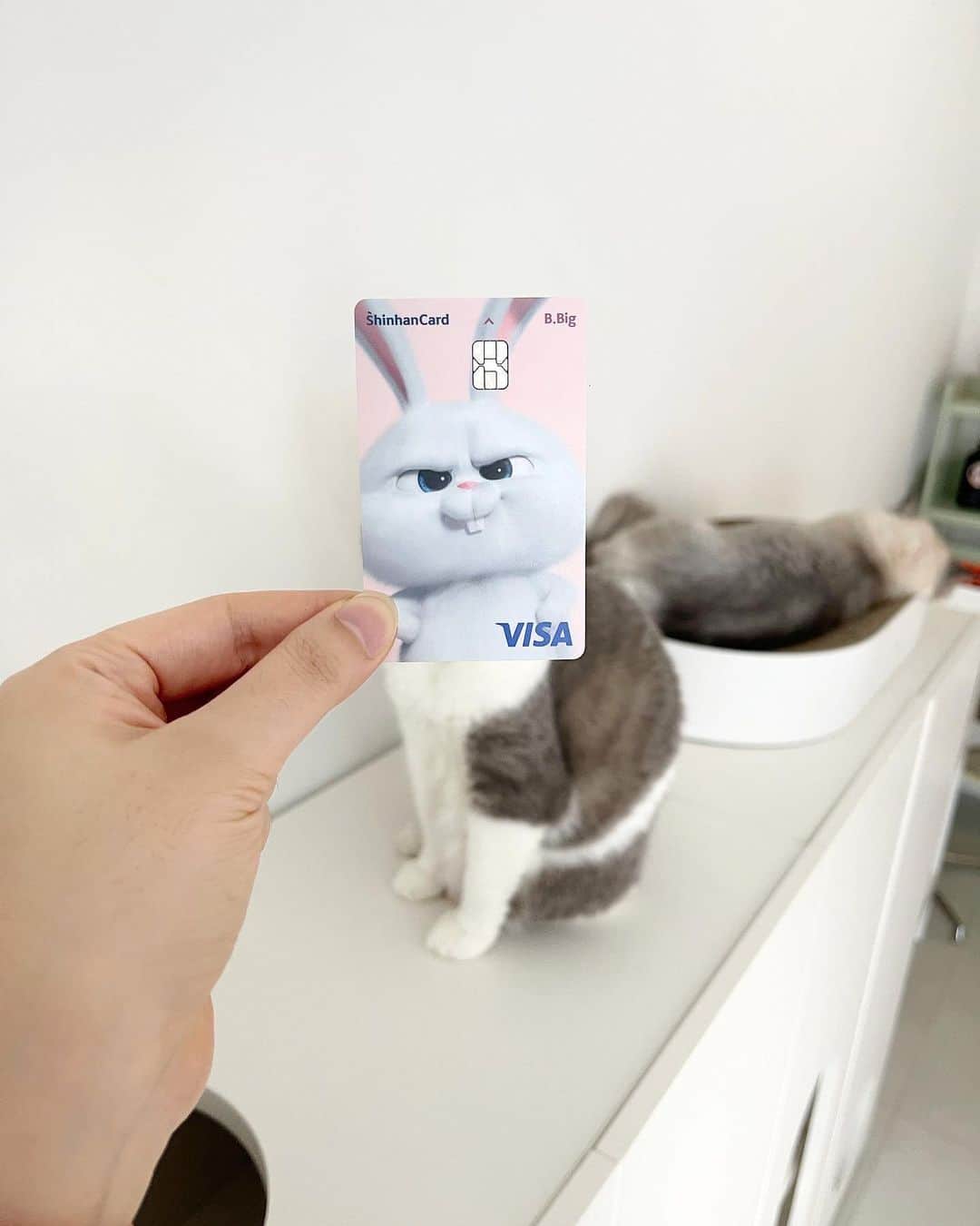 ギモのインスタグラム：「엄청 잔망진 토깽이 카드 ㅋㅋ 한양가는 ktx를 너무 자주타서 신한카드를 하나 맨들었는데  휴.. 카드 짱 앙증스럽네여..🐰  버스•지하철 200~600₩ 할인 택시•KTX 10%할인 교통비 많이 쓰시는 분들한테 좋더라고여!  고양이 있고 토깽이 카드 있는 새럼 다모여..!!  #cat #sio #신한삑카드 #짱귀🩵」