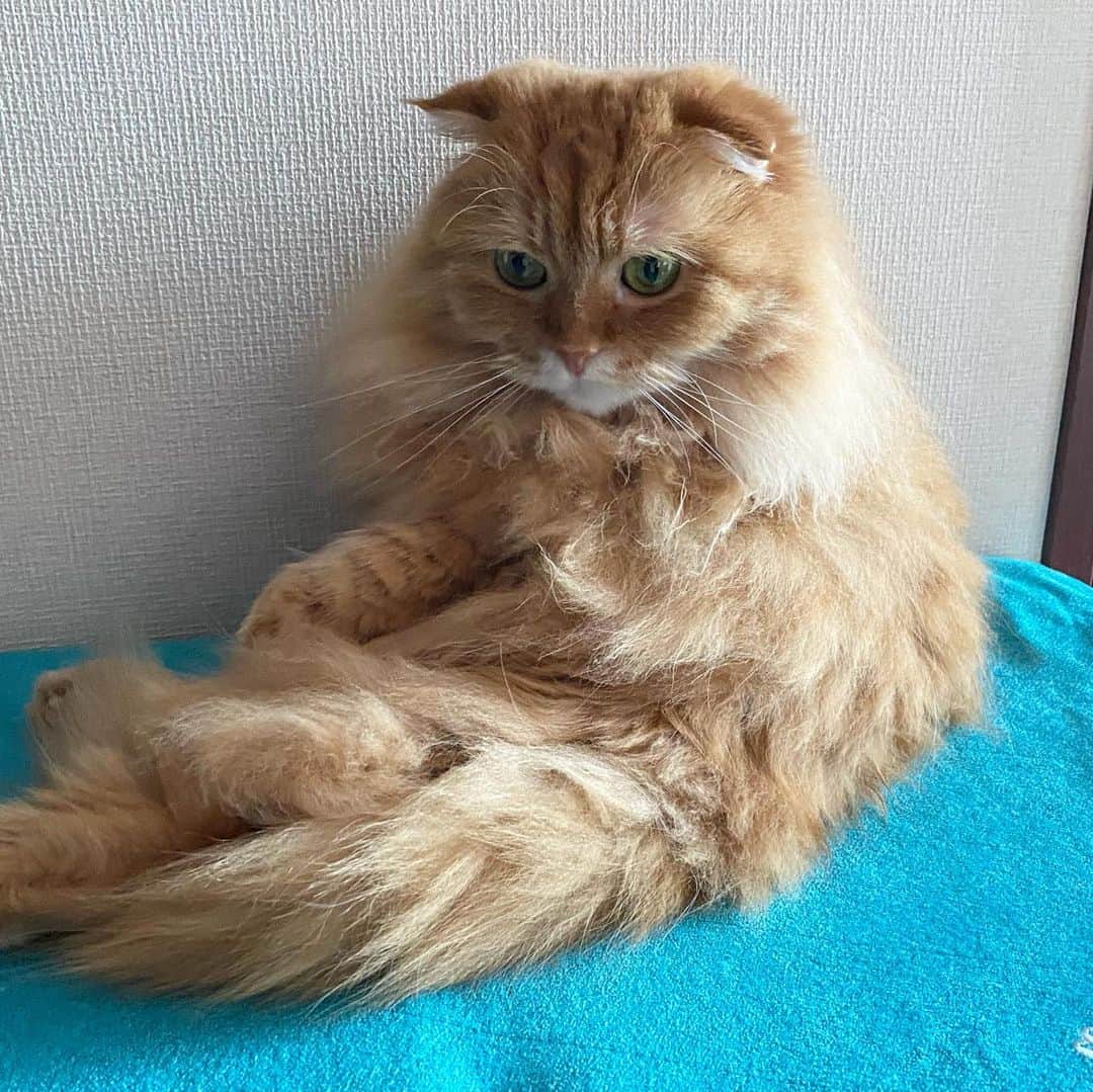 井上富美子のインスタグラム：「お気に入りの冷感マットで 寛ぐ愛猫🐱✨️  ①一点を見つめて固まっております  ②……なにか？  #ねこ #猫 #可愛い #愛しい #癒し #もふもふ #スコティッシュフォールド #接触冷感キャットブランケット #necosekai #cat #catstagram」