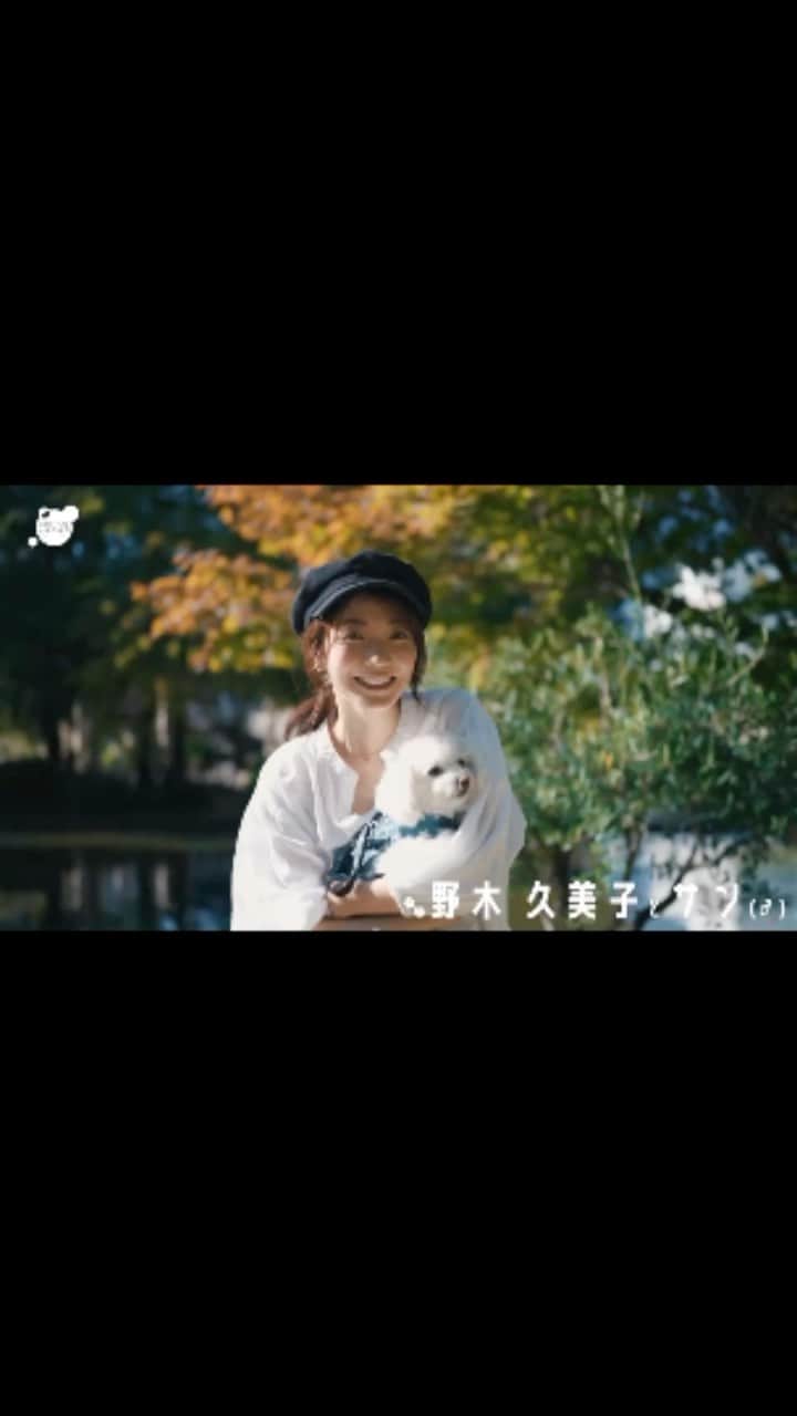 野木久美子のインスタグラム：「サンに会いたいな。 じゃれ合いたいな。 追いかけっこしたいな。 ひょうきんなあなたが大好き。  @ryoya1209ex  一生の宝物をありがとうございました🥺🥹  #愛犬#うちのサン#亡き愛犬 #一生の宝物#🐕#🐶#ひょうきんな子#愛してる」