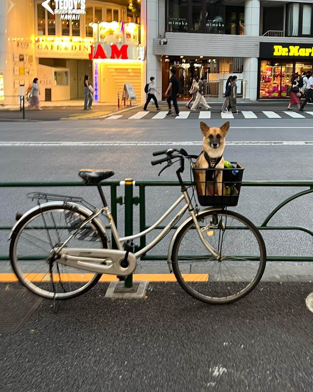 瀬畑茉有子さんのインスタグラム写真 - (瀬畑茉有子Instagram)「. . パワーの源は モクメちゃんと @mokumedesu  Pignonのご飯　@pignontokyo  . . 暑すぎて野菜ばっかり 🥦🥬🥑🍅🌽 . . . #mokume #doglover  #shelterdog  #harajyuku  #tokyostreet  #shepherd  #pignontokyo  #guacamole #naturewine  #tokyorestaurant  #ピニョン #ナチュールワイン #ママチャリ部 #宮古島  #保護犬 #琉球犬 #雑種犬同好会」7月19日 16時05分 - sehatamayuko