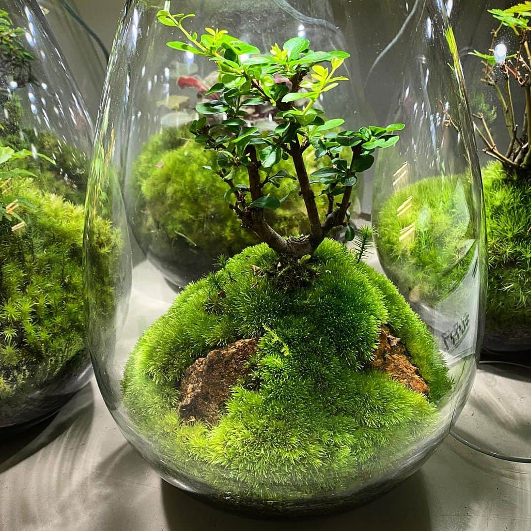 Mosslight-LEDさんのインスタグラム写真 - (Mosslight-LEDInstagram)「Mosslight  #mosslight #モスライト  #terrarim#テラリウム #moss#苔#コケ#paludariums #パルダリウム #terrariums#terariums #terariumdesign #terrariumsdesigns#lightart」7月19日 16時20分 - mosslight1955