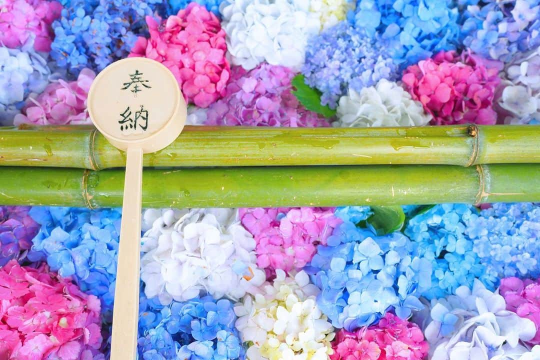 都丸ちよのインスタグラム：「. . . 京都 紫陽花 . お馬さんで有名な藤森神社と 祇園の紫陽花 綺麗に撮れたからみてみて！ . . . #京都紫陽花 #藤森神社 #祇園」