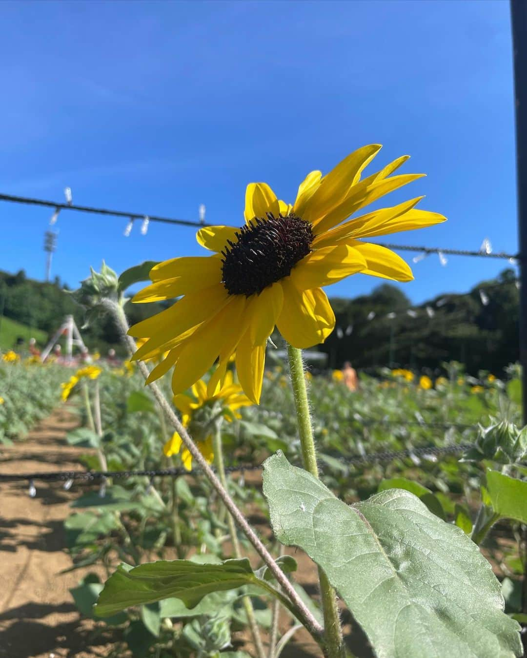 瀬名ひなのさんのインスタグラム写真 - (瀬名ひなのInstagram)「青空の下でBBQ 🍖🍺🌽🍆🥩🥕  三連休は大自然を眺めながら お肉食べてビールを飲むという最高体験した🥹  本格的なグリルで焼くお肉は もうほんっっっとにおいしい…！！ 野菜もサクサクしてて、特にカボチャが美味しかった🤤  そしてなんと料金にすでに 飲み放題が含まれている！！！安すぎ！！！ ドイツの生ビール飲み放題は嬉しすぎる🍻  BBQでお腹いっぱいになった後は、 園内の水場で涼んだり、ひまわりを見て夏感じた☀️  園内が全部車で移動できて 駐車スペースもあちこちにあるので ほっとんど歩かなくていいのも最高…！  子連れの方も多くて ファミリーで来るのもいいなと思った👪💖  夜になるとひまわりがライトアップされたり スカイランタンのイベントなどもあるらしい💭  ぜひ行ってみてね🫶  📍 東京ドイツ村  @tokyo_german_village_official   🍖プレミアムBBQ「帰ってきた夕焼けジャーマン」 　･･･16:00~20:00 ¥5500/1名  🕯️LED スカイランタン 　･･･7/22, 29, 8/5, 12開催 各日限定100個  🌻ひまわりイルミネーションも開催中🌻  この日の洋服は SHEIN @shein_japan  tops 🔍 10541562 pink/M pants 🔍 14666129 M  coupon code : hinano ¥6000以上で20%off𓂅  #Supported #東京ドイツ村 #遊園地コーデ　#夕焼けジャーマン #ひまわり #千葉県 #千葉観光 #千葉グルメ #袖ケ浦 #スカイランタン #ドイツ村 #テーマパーク #遊園地 #国内旅行 #観光 #旅行 #絶景 #ドライブ #飲み放題 #ビアガーデン #イルミネーション #東京ドイツ村2023夏supported #SHEIN#SHEINforAll#SHEINpartner#ad」7月19日 17時03分 - hinan0n