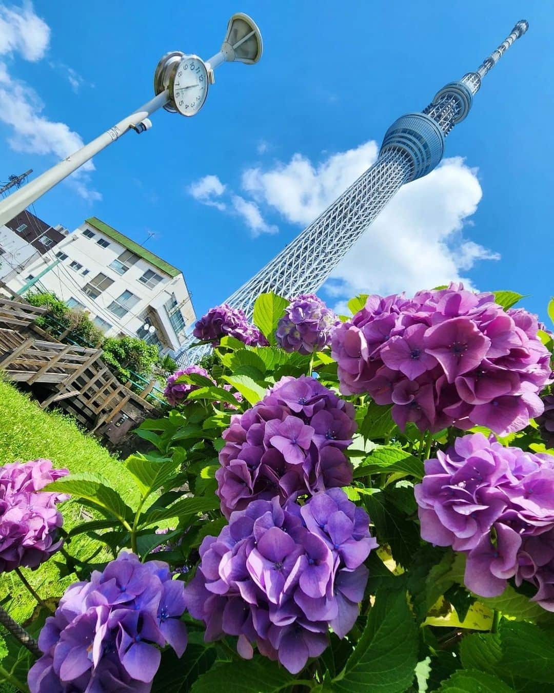 墨田区のインスタグラム：「【大横川親水公園で”カルガモ”と”紫陽花”】  大横川親水公園で素敵なカルガモと紫陽花に出会いました♥ 水辺に咲く美しい花たちに癒されながら、紫陽花「スミダノハナビ」を見つけて、４年ぶりに開催する隅田川花火大会が、楽しみになりました✨ 心をリフレッシュする時間が過ごせました🌸🐤✨  １～４枚目　撮影者:  #すみだカメラ部10選 鹿美 (@shikami_kobayashi) ５枚目　　　 撮影者:  すみだカメラ部10選 @036POV ６～９枚目　撮影者:  すみだカメラ部10選 @moesimba59 撮影場所：すべて大横川親水公園 #墨田区 #すみだ #sumida #東京 #tokyo #わたしのすみだ自慢 #これもすみだのシティプロモーション #東京スカイツリー #大横川親水公園 #カルガモ #紫陽花 #水辺の風景 #素敵な出会い #花の魅力 #リフレッシュタイム #自然散策 #自然の美しさ #水辺の風景写真 #スミダノハナビ」