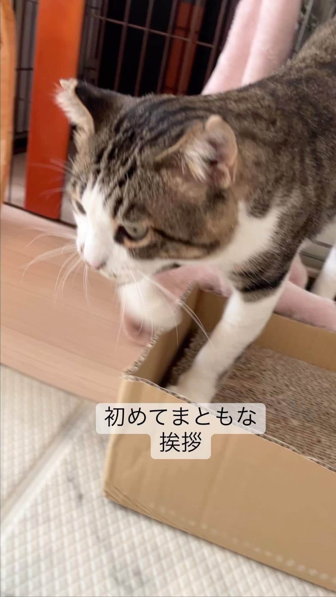 nozomiorideのインスタグラム：「本日のご様子  かぐちゃんに、ちょいちょい怒られてるけど (あくまでへなちょこコッペパンチ🤛) とと丸さんはほんとにうんとも シャーともいわない (逃げるだけ)  今日ちょっと遊びたそうにしてたけど、かぐちゃんのために ストップかけてまし😅  #恥骨前尿道瘻形成手術  #バブい #きじとら#三毛猫#白猫#白黒猫 #キジトラ #保護猫 #術後服 #事故猫 #ねこのきもち #猫好きさんと繋がりたい  #保護猫 #きじしろ#キジシロ#きじしろ男子」