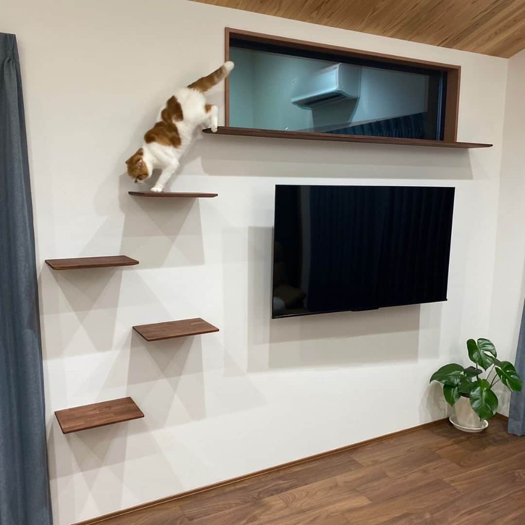 お家の守り神 イエティさんのインスタグラム写真 - (お家の守り神 イエティInstagram)「【猫と暮らす家】→→→@ietatta_ishikawa  #能美市 にある #一忠建築設計工務店 (@icchuarchi ) さんの施工事例をご紹介 ✨  ＝＝ CONCEPT ＝＝ 猫と暮らす家  ─────────────────── 石川県地域密着 住宅サイト「イエタッタ」 ▼公式サイトはプロフィールから🏡 @ietatta_ishikawa ───────────────────  #イエタッタ #石川県住宅会社 #石川県工務店  #シンプルモダン  #注文住宅 #家づくり #工務店  #リフォーム #リノベーション #新築 #家  #ハウスメーカー #住宅メーカー #暮らし #住まい  #住宅 #一戸建て #建築 #マイホーム #施工事例」7月19日 17時10分 - ietatta_ishikawa
