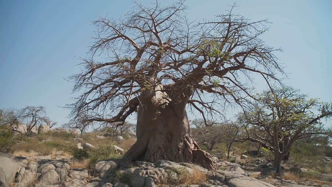 TBS「世界ふしぎ発見！」さんのインスタグラム写真 - (TBS「世界ふしぎ発見！」Instagram)「樹齢1000年とも5000年とも言われる 長寿の木 #バオバブ 🌳 その実は100%天然のビタミンCで カルシウムも豊富✨   一体、どんな味！？？？😳🫐🍒🥥  詳しくは22日の #ふしぎ発見 で！👅   #アフリカ #ボツワナ #TBS #土曜9時 #夏休み」7月19日 19時14分 - fushigi_hakkenad