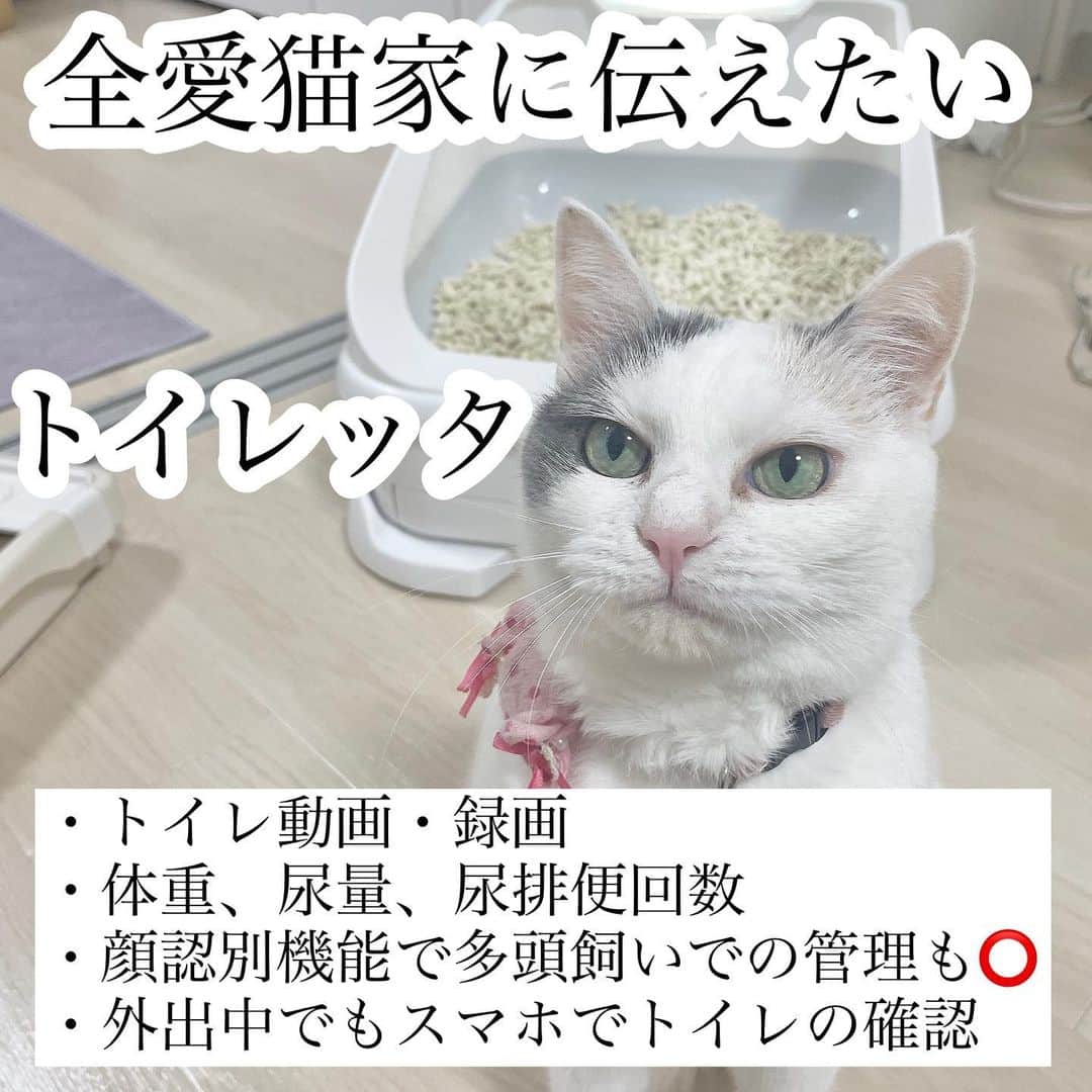 山田あかりさんのインスタグラム写真 - (山田あかりInstagram)「お久しぶりです！！ とりあえず引っ越し終わった☀️🧸  新居に合わせて猫ちゃんのトイレも変えたよ！ 見た目がシンプルで可愛い #トレッタ って名前のトイレで、  猫ちゃんがトイレに入ると自動で猫ちゃんの様子や尿量、尿回数、体重、滞在時間を録画してくれて管理できるの😳  仕事の休憩中に動画を見て癒されてるよ🥰❤️  夜間や朝出勤後のトイレを確認したら4-5時間はおそらくまとまって寝てるのかトイレには行っていなくて猫ちゃんの生活リズムもこっそり知れてとっても愛しくなった🥹💓💓💓  顔識別機能つきだから多頭飼いのお家にもおすすめだよ🫣💕  さらにさらに！ しつこくてごめんなさい、おすすめなのでもう少し語ると… いつも尿臭便臭に悩んでいたのに悩みがひとつ減ってこれにも感動🥹💕  猫ちゃんも抵抗なくすぐに使ってくれてさらにさらに感動🥹💕  すごくない？？😳 リピします🙋‍♀️♡  #猫のいる暮らし #猫トイレ #猫自動トイレ🐱 #猫トイレ問題 #猫好きさんと繋がりたい #猫スタグラム #猫ばか #猫と一緒 #猫のトイレ #猫のトイレ問題 #保護猫出身 #保護猫出身です #捨て猫出身 #toletta #トレッタのおしっこチェック」7月19日 19時14分 - akari030201