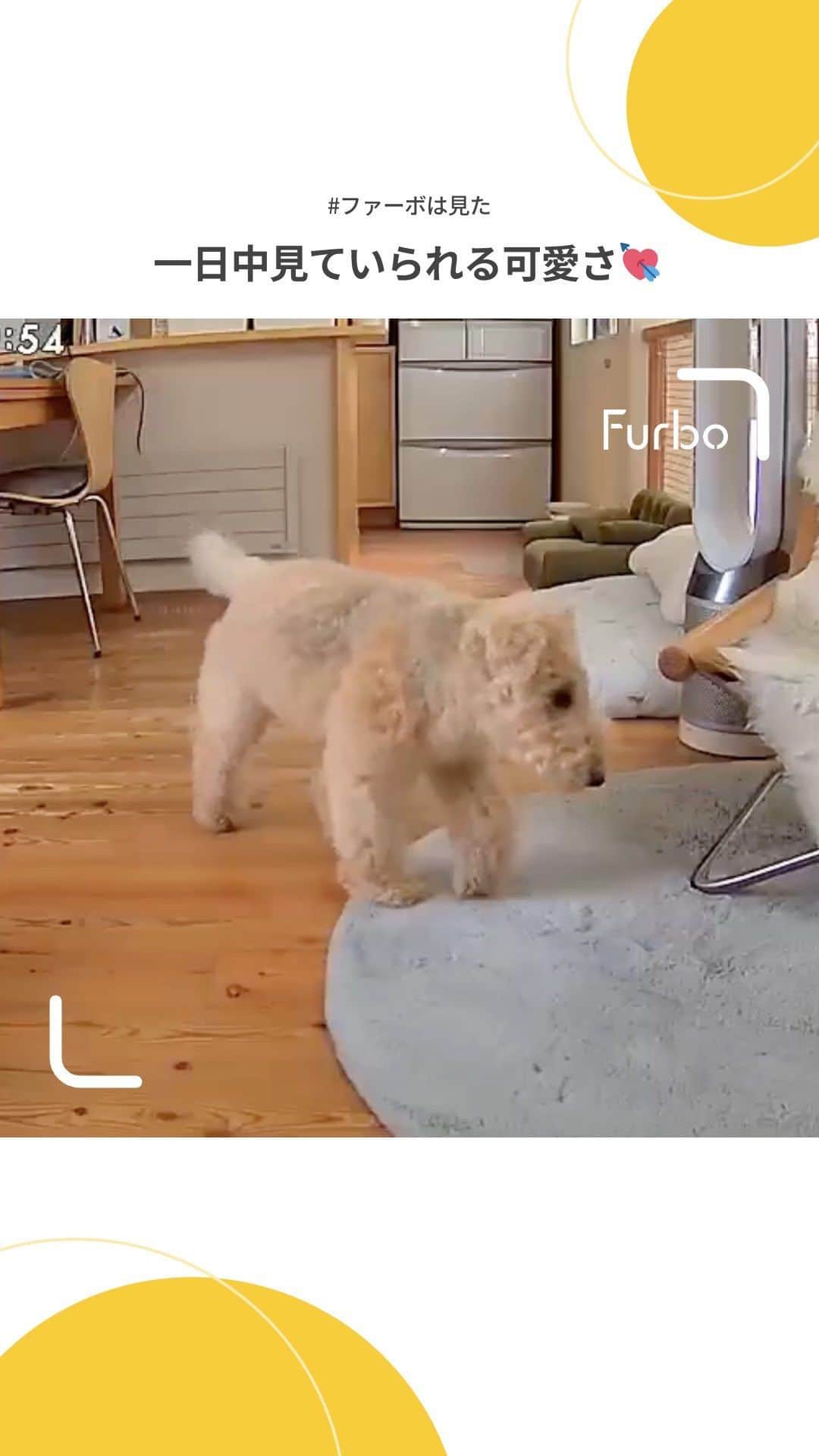 Furbo ドッグカメラのインスタグラム