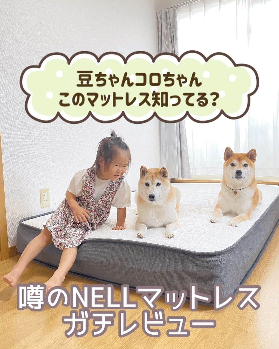 柴犬Mamesuke・Korosuke??大阪のインスタグラム：「🐱🐻👧🏻 🐾----*----*----*----*🐾 噂のNELLマットレスが届いたので、ガチレビューしていくねー‼️ ． 昔から寝具には結構こだわりがあるほうで、引越しを機に、新しいマットレスをずっと探してて、このNELLマットレスのレビューが本当に良くて、ずっと気になってたんです。 それでも、やっぱり合う合わないがあるし、高い買い物して合わなかったら残念だけど、これは開封しても120日以内なら、この状態のままで返品が可能なので、躊躇わずにお試しできる‼️ 今なら、10%オフクーポンもあるので、マットレス買い替え予定がある人は是非試してみて😄 ． 10%オフクーポンコード 【mamesuke】 ． 👇購入・公式アカウントはこちらへ👇 @nell_mattress ． #NELL #NELLマットレス #ネル #ネルマットレス  🐾----*----*----*----*🐾 #MameKoro #豆コロ #柴犬と子供 #犬と子供 #チャリちゃん見守り隊 #子守犬 #豆柴 #柴犬 #赤柴 #豆介 #コロ介 #shibagram #shibastagram #shibainu #shiba #🐕📷」