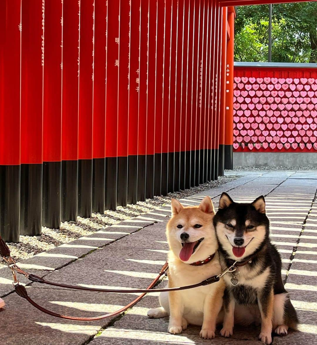 豆柴なつ&ふゆさんのインスタグラム写真 - (豆柴なつ&ふゆInstagram)「We went to aichi⛩️ 旅の思い出⛩️  #鳥居 #⛩️ #犬山#三光稲荷神社  #愛知    #trip  #犬連れ旅行　#旅行 #ワンコと旅行  #shibaaddict #柴 #しばいぬ #シバフル #わんダフォ #shibamania  #柴犬ライフ #shiba_snap  #instashiba#cutedogs  #柴犬#shiba #shibainu #shibastagram #いぬすたぐらむ #pecoいぬ部 #shibainumag_feature #dogoftheday  #🐕📷 #theshibasociety  #proudshibas」7月19日 19時51分 - mameshiba.natsuinu56