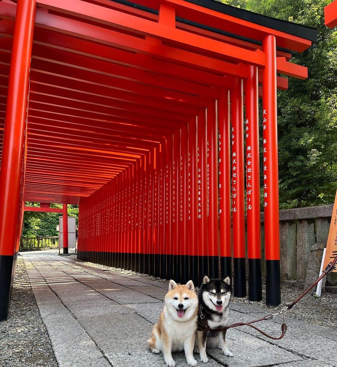 豆柴なつ&ふゆのインスタグラム：「We went to aichi⛩️ 旅の思い出⛩️  #鳥居 #⛩️ #犬山#三光稲荷神社  #愛知    #trip  #犬連れ旅行　#旅行 #ワンコと旅行  #shibaaddict #柴 #しばいぬ #シバフル #わんダフォ #shibamania  #柴犬ライフ #shiba_snap  #instashiba#cutedogs  #柴犬#shiba #shibainu #shibastagram #いぬすたぐらむ #pecoいぬ部 #shibainumag_feature #dogoftheday  #🐕📷 #theshibasociety  #proudshibas」