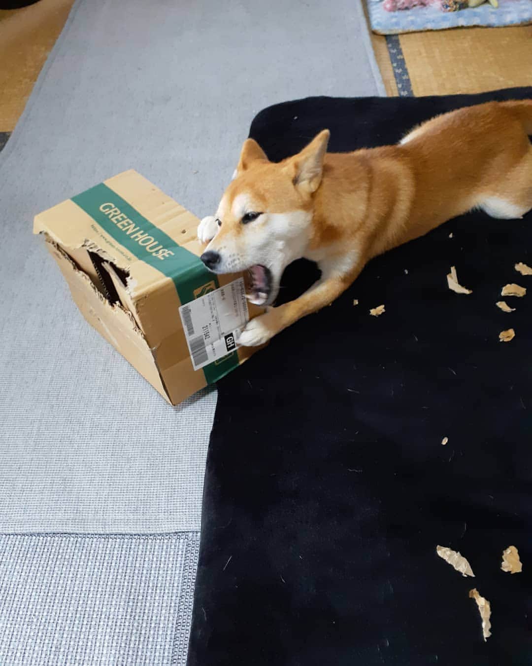 inosemarineのインスタグラム：「今日も職人さんが作業してます #柴犬」