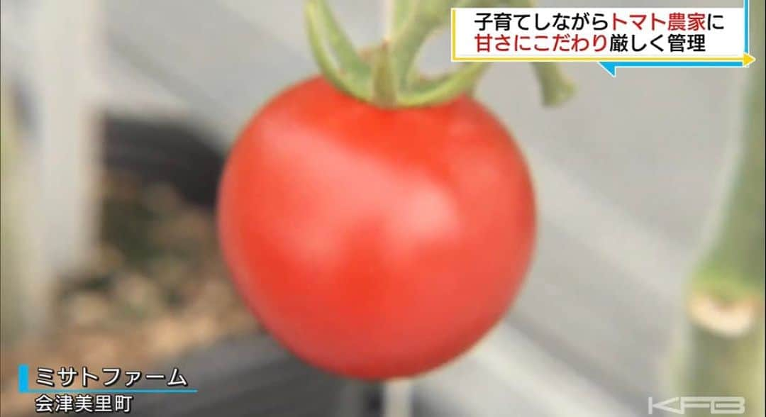 森まさこのインスタグラム：「【#本日のふくしま】 「美健トマト」美味しそうですね🍅 佐藤さんは、農家として、母として、毎日奮闘中です。  #福島放送　#福島  https://www.kfb.co.jp/news/fukushima/index.php?id=202306237143」