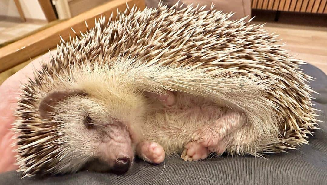 ラド&ティンクさんのインスタグラム写真 - (ラド&ティンクInstagram)「A hedgehog sleeping peacefully on its owner's stomach  model ： Liam  スヤスヤ。 このベッドは気持ちいいなぁ💕  ぽよんぽよんのお腹の上はウォーターベッドみたいなのかな？  ぐっすり寝てて可愛い❤️  #はりねずみのリアム #はりねずみ #ハリネズミ #針鼠 #igersjp #pecotv #hedgehog #hedgie」7月19日 20時24分 - rado_pompon