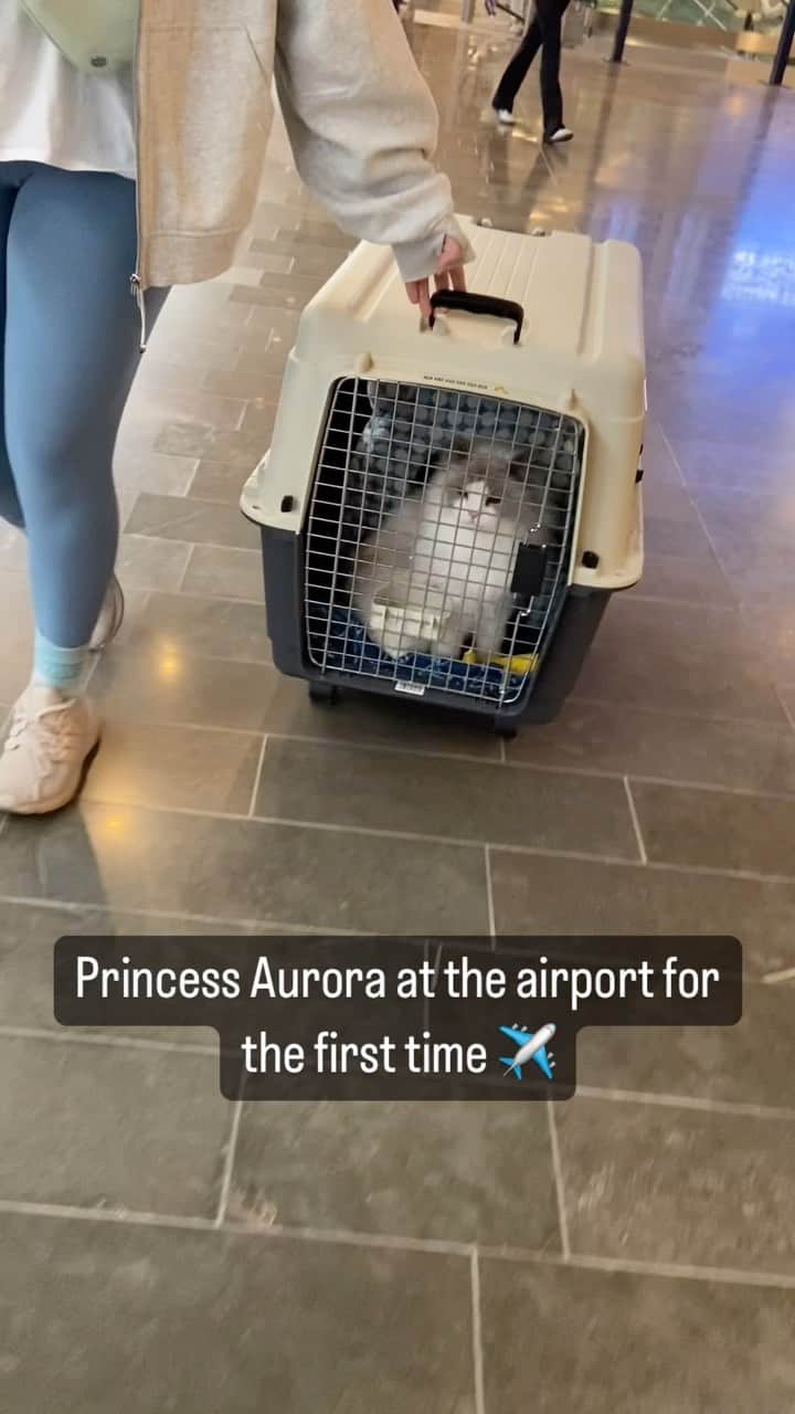 Princess Auroraのインスタグラム：「Princess Auroras first flight ✈️  #cats #cats_of_world #cats_of_instagram #flyingwithpets #flyingwithcats #firstflight #ragdoll #ragdollcat #aurorapurr」