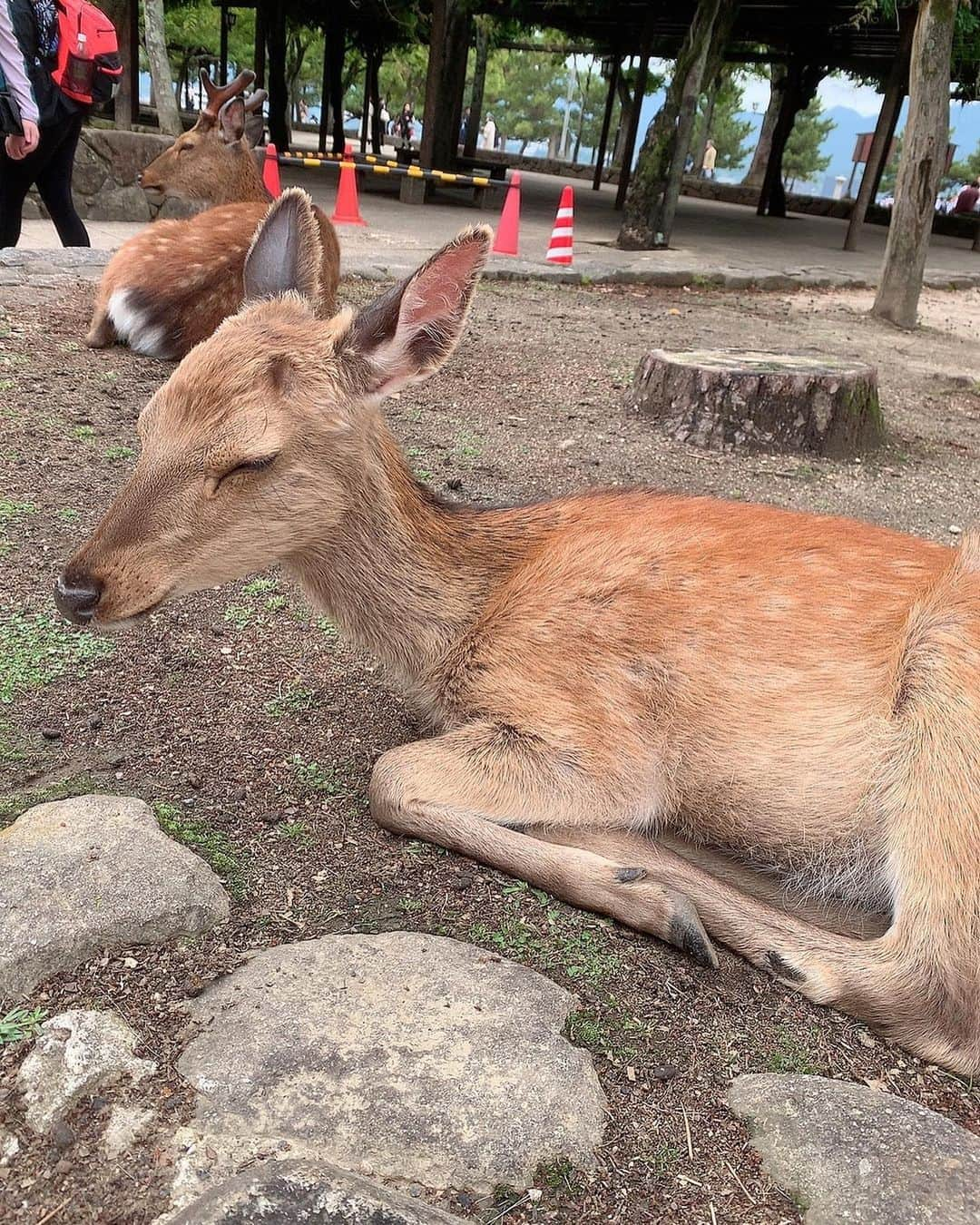 佐藤楓恋さんのインスタグラム写真 - (佐藤楓恋Instagram)「修学旅行📍広島 ⁡ 広島楽しかった( ˆ ˆ )/♡ もみじクロワッサン美味しすぎて、、 絶対食べた方がいい。キャラメル味ね！🦌   #広島  #広島グルメ  #もみじクロワッサン  #厳島神社  #hiroshima  #修学旅行 #jk #sjk #高校生 #高2 #モデル 元 #Eダンスキッズ #れんれん #佐藤楓恋 #フォローミー #followme #fyp #06」7月19日 20時37分 - karen_sato_renren