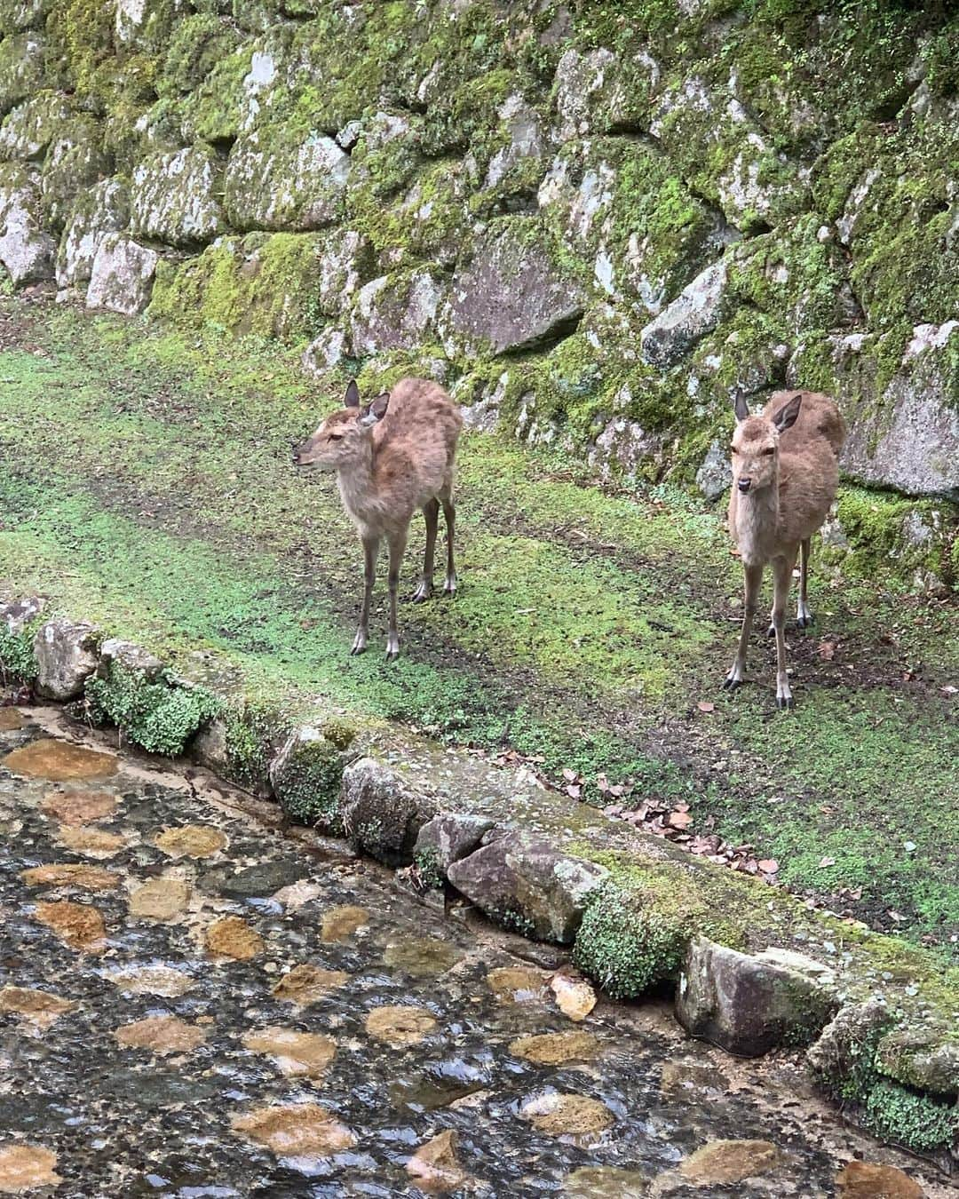 佐藤楓恋さんのインスタグラム写真 - (佐藤楓恋Instagram)「修学旅行📍広島 ⁡ 広島楽しかった( ˆ ˆ )/♡ もみじクロワッサン美味しすぎて、、 絶対食べた方がいい。キャラメル味ね！🦌   #広島  #広島グルメ  #もみじクロワッサン  #厳島神社  #hiroshima  #修学旅行 #jk #sjk #高校生 #高2 #モデル 元 #Eダンスキッズ #れんれん #佐藤楓恋 #フォローミー #followme #fyp #06」7月19日 20時37分 - karen_sato_renren