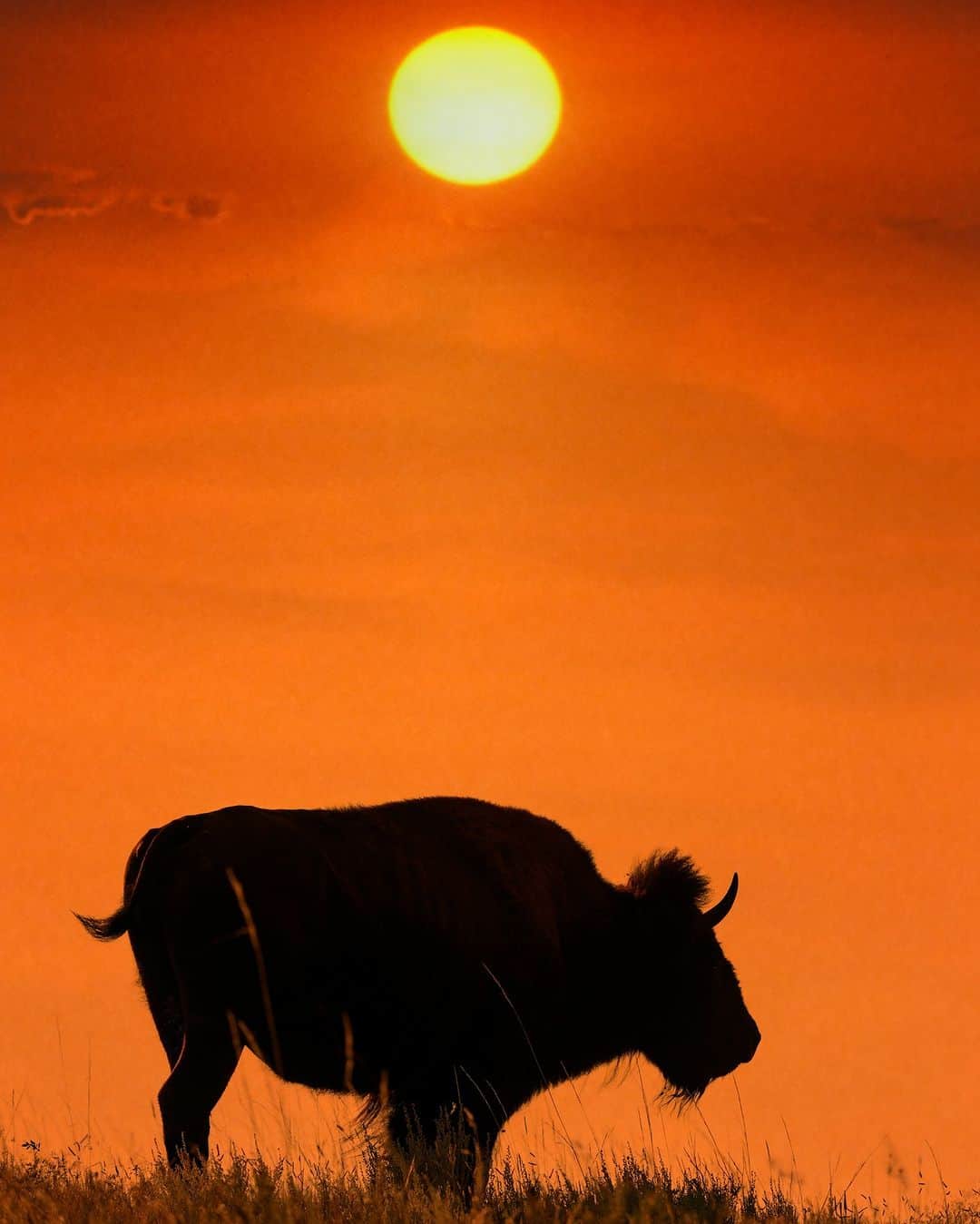 アニマルプラネットさんのインスタグラム写真 - (アニマルプラネットInstagram)「A bison at sunset 🌅  📸: Mark Newman  #Wildlife #Bison #Photography  #Travel #Explore」7月19日 21時00分 - animalplanet