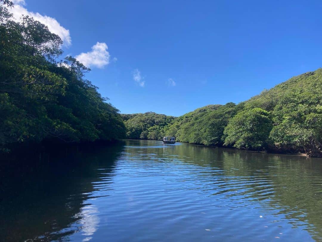 ニコラさんのインスタグラム写真 - (ニコラInstagram)「一夏の想い出　フルカラーの沖縄  〜2日目　前半　由布島・竹富島〜  沖縄②  2日目は早朝からツアー✨  待ち合わせの7:15まで時間があったので フサキビーチをお散歩👣  素晴らしいお天気🌞  バスでピックアップしてもらい、離島ターミナルへ  なかなか激し目に玉ヒュン⚠️するフェリーで45分、西表島へ向かう🛥  西表島についたら、さらに小さな船に乗り換えて マングローブ遊覧の冒険へ出発✨✨  ガイドの先生がマングローブの種類を教えてくれたり、岸に近づいて実を見せてくれたりします✨  生い茂るマングローブ林での船旅は まるでジャングルクルーズ🎶 西表島の自然がつくりだした不思議な植物  大自然の中で私たちは小さな船のなかの小さな生き物❗️マングローブの探索だけではなく、"ここはnatureのテリトリーである"ということを実感できる冒険だった！ワニでも泳いでそうな雰囲気でワクワクしたよ💖  冒険が終わると今度はバスに乗って 西表島を簡単にバスツアー✨  イリオモテヤマネコのことや 高級パイナツプル園のことを教えてもらえたけど 少し寝ちゃった‼️  西表島では動物の保護に大変なちからを注いでいることを知り、頭が下がる想いでした・・  それから由布島への玄関に到着  由布島へは水牛車にのって渡っていくのです🐃 15人ものお客さんを乗せた水牛車を よっこらしょよっこらしょと一歩一歩運んでくれる🥺 私の担当はゆうじろうクンという23歳のベテラン水牛くん🥳  途中から運転手さんがじゃみせんを弾き、民謡を歌い、エンヤ〜コラ〜という気分のまま由布島へ到着🌸  水牛たちが水浴びをしていたり、 水牛と写真を撮れたり、餌をあげられたり、 かつて人が住んでいた頃の小学校跡地があったり、 マングローブ遊歩道を歩けたり、美しいビーチがあったり、小さな島だけどお散歩していると色々見られて面白かった❣️  ビーチの前の由布島茶屋では 手作りジェラートが食べられる🥳 パイナツプルとバニラのジェラート美味しかったぁ💖  満喫したあとはまた水牛車に乗って西表島▶︎バスで港▶︎船で竹富島へ🛥  つづく・・」7月19日 20時55分 - nicolax27