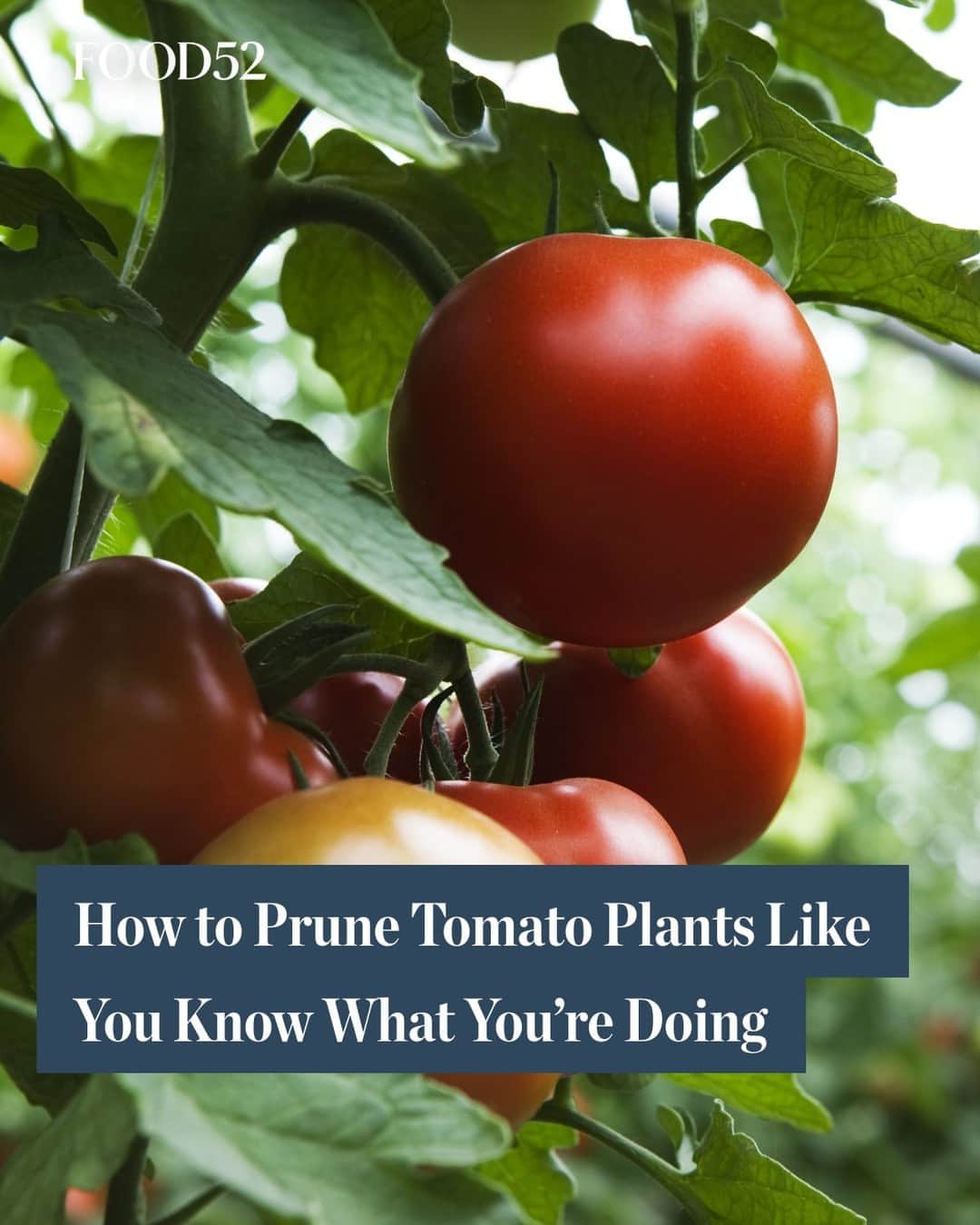 Food52のインスタグラム：「Yes, you need to prune your tomato plants even when they're tiny! The sucker branches are the ones you are after. Click the link in bio for @nadia_c_hassani's necessary tomato pruning tips. 📸: Getty #f52community #f52grams」