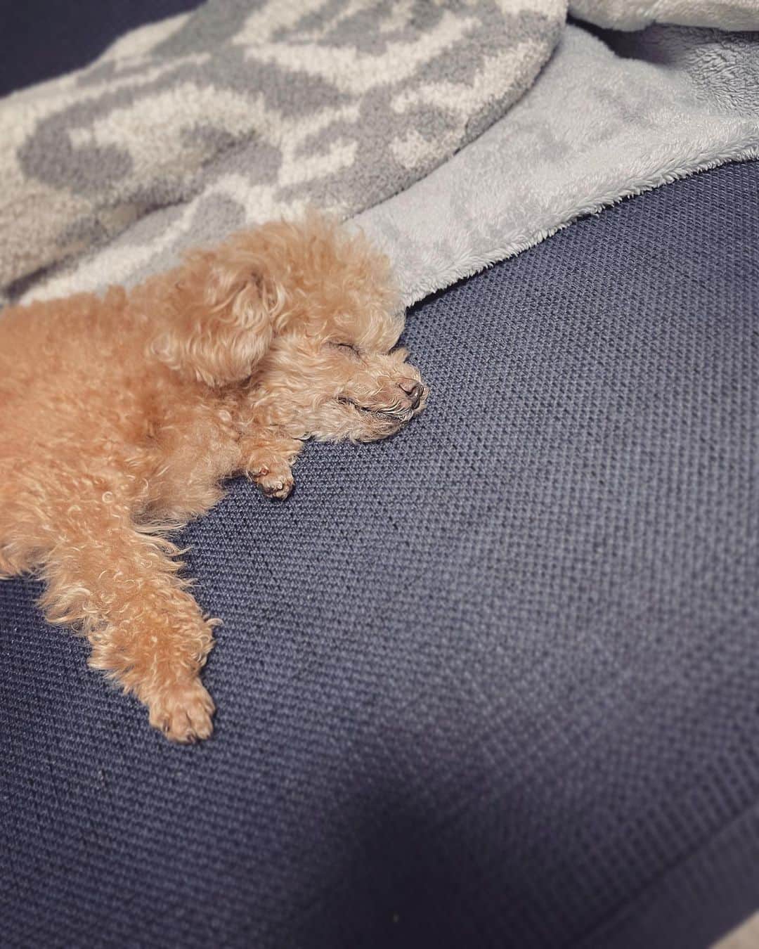 ふわのインスタグラム：「きょうもおつかれさまでした。  #toypoodle#toypoodlegram#dogsofinstagram#instadog#doglover#doglife#cutedog#sleepydog#dog#fuwamama#ふわもこのふわ#ふわ#トイプードル#ふわもこ部#犬バカ部#親バカ部#犬のいる暮らし#いぬすたぐらむ#最強寝顔」