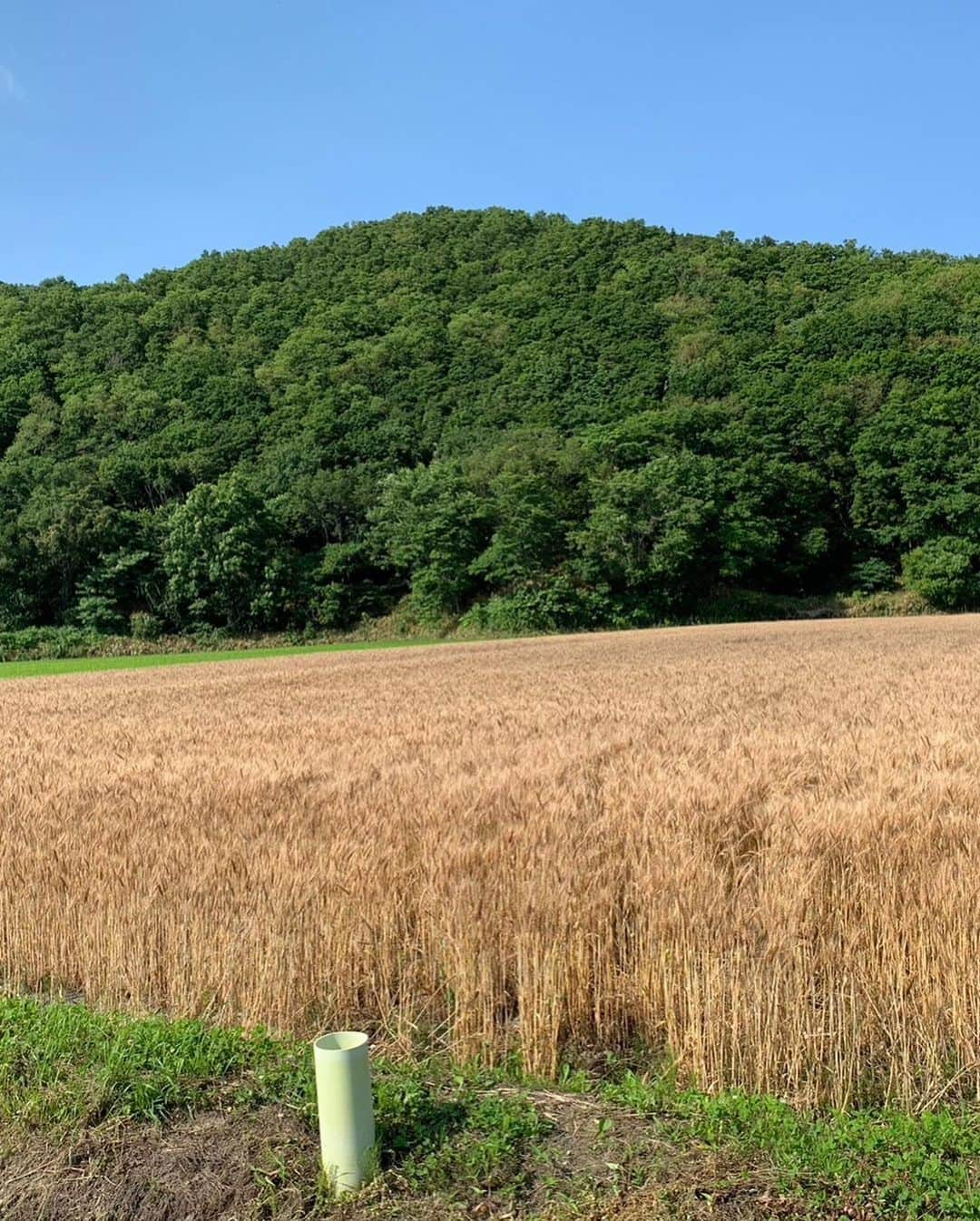 札幌ベルエポック製菓調理専門学校【公式】さんのインスタグラム写真 - (札幌ベルエポック製菓調理専門学校【公式】Instagram)「羽幌町宿泊研修1日目。  羽幌町のゆるキャラ、 オロ坊がお出迎え🦐  最初のプログラムは 特別栽培米の農家さんでの研修。 お米がどうしたら病気にならないかとか、 農薬の知識とか、 わかりやすく教えていただきました。  夕方からビーチに移動し、 自由時間を過ごした後、 みんなでバーベキュー。  羽幌町の海産物を町の方が 用意してくれました。  ホタテ、甘エビなど、 生のままでも食べられる新鮮さ。  貴重な甘エビはみんな生のまま食べて、 頭だけ焼いてカリカリに。 全てが美味しかったです🦐  そして、羽幌町の名物である、 美しいサンセットをみんなで眺めて、 初日終了です。 みんな、明日寝坊しないように❗️  #羽幌町 #オロ坊 #羽幌サンセットビーチ #ベルエポック製菓調理専門学校  #調理 #うるち米 #甘エビ #ホタテ  #全然ラリーが続かないバレーボール #おいしいを見つける、毎日」7月19日 21時56分 - belle_foods