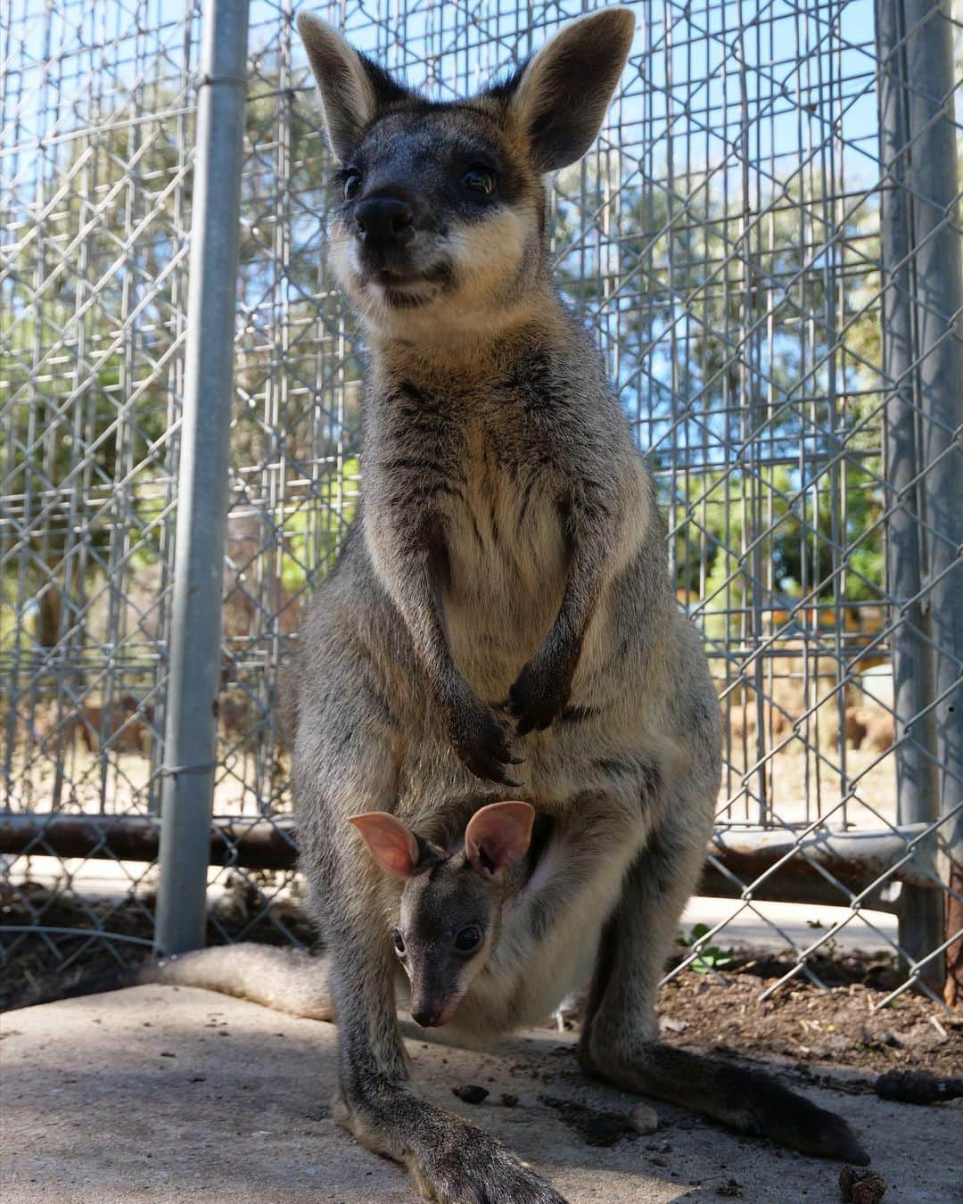 溝呂木世蘭さんのインスタグラム写真 - (溝呂木世蘭Instagram)「オーストラリア、パースにある 動物園  📍 コーハーヌ・コアラ・パーク Cohunu Koala Pa  コアラ抱っこに、 カンガルーにご飯！  仕切りのない動物園！！  園内あるいてると、ダチョウが野放し！ 豚ちゃんも成長しすぎてありえないくらいの大きさに！笑  特にカンガルーは人懐っこくて可愛かった♡  #コアラ抱っこ#カンガルー#触れ合い#オーストラリア#触れ合い動物園#柵がない動物園 #西オーストラリア#Perth#パース#キャンピングカー#ロードトリップ#女子旅#タビジョ#旅好き#旅行好きな人と繋がりたい」7月19日 21時58分 - seran_0422