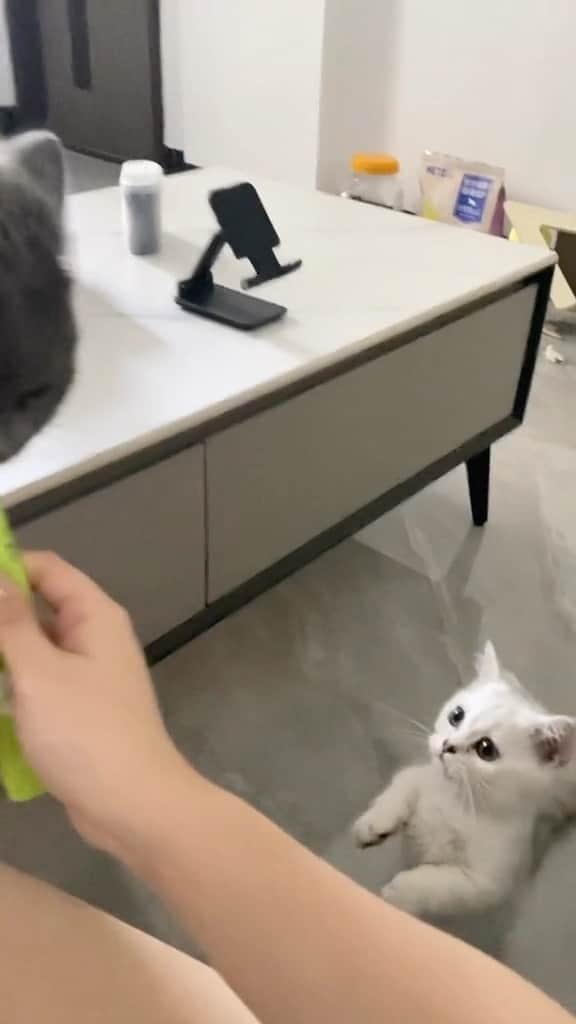 Cute Pets Dogs Catsのインスタグラム：「How adorable? 🥺  Credit: beautiful lovelycute_baby (tt) ** For all crediting issues and removals pls 𝐄𝐦𝐚𝐢𝐥 𝐮𝐬 ☺️  𝐍𝐨𝐭𝐞: we don’t own this video/pics, all rights go to their respective owners. If owner is not provided, tagged (meaning we couldn’t find who is the owner), 𝐩𝐥𝐬 𝐄𝐦𝐚𝐢𝐥 𝐮𝐬 with 𝐬𝐮𝐛𝐣𝐞𝐜𝐭 “𝐂𝐫𝐞𝐝𝐢𝐭 𝐈𝐬𝐬𝐮𝐞𝐬” and 𝐨𝐰𝐧𝐞𝐫 𝐰𝐢𝐥𝐥 𝐛𝐞 𝐭𝐚𝐠𝐠𝐞𝐝 𝐬𝐡𝐨𝐫𝐭𝐥𝐲 𝐚𝐟𝐭𝐞𝐫.  We have been building this community for over 6 years, but 𝐞𝐯𝐞𝐫𝐲 𝐫𝐞𝐩𝐨𝐫𝐭 𝐜𝐨𝐮𝐥𝐝 𝐠𝐞𝐭 𝐨𝐮𝐫 𝐩𝐚𝐠𝐞 𝐝𝐞𝐥𝐞𝐭𝐞𝐝, pls email us first. **」