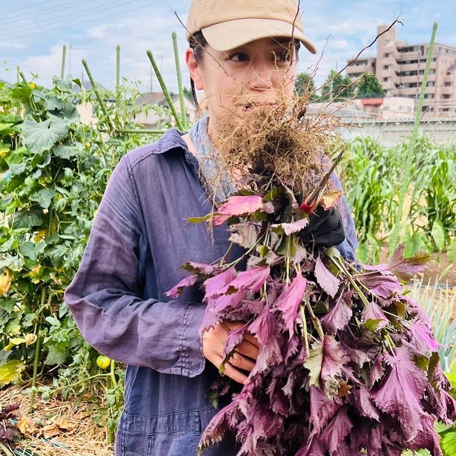 加藤紀子のインスタグラム：「赤紫蘇、抜いた瞬間から1分ほど、 根っこから信じられないくらい良い香りが✨ 土と根が断ち切られた水分なのかなぁ、 アロマのよう、漂う限り吸った午後。  まだまだ暑さが激しいから 紫蘇ジュース作って乗り切り希望。  #カトノリ農園」