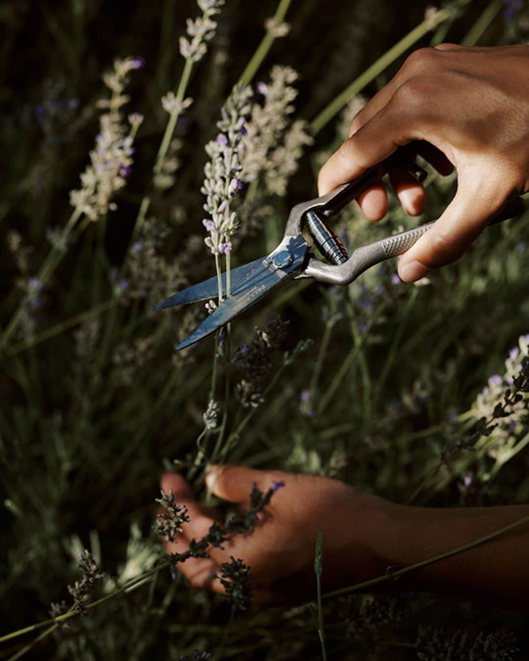 Image result for Design Milkさんのインスタグラム写真 - (Design MilkInstagram)「Plant yourself in a ...