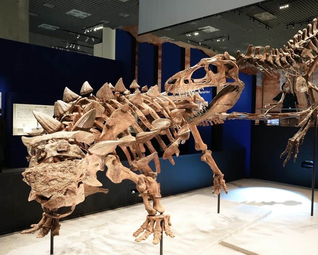 きりのさんのインスタグラム写真 - (きりのInstagram)「東京に行った最終日、上野国立博物館へ恐竜展を見に行きました！  1番好きなアンキロサウルスが主役だったので大喜び😁✨  これは何？！って興味津々でした🦖  桐乃はアンキロサウルス、パキケファロサウルス、パラサウロロフスの順で好きです笑  #恐竜博物館 #恐竜好き #アンキロサウルス」7月19日 22時22分 - kirino0808