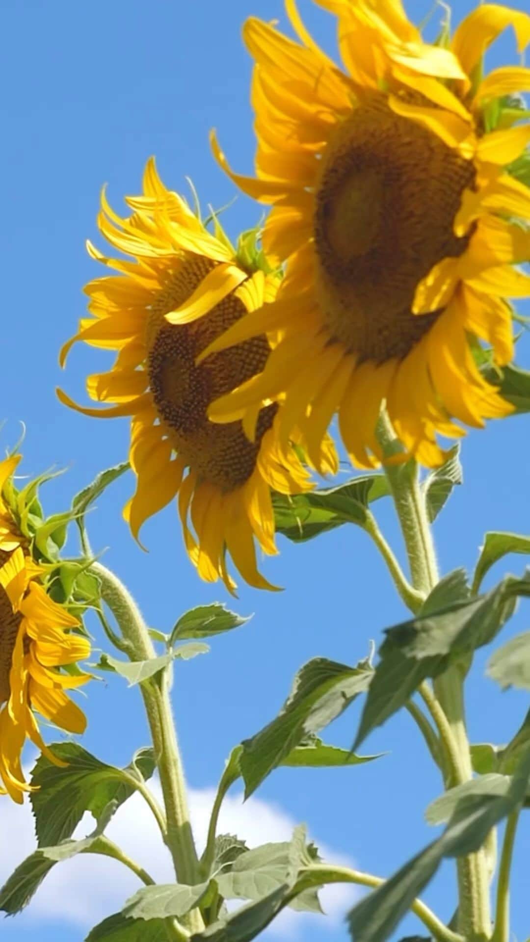 All Nippon Airwaysのインスタグラム：「Nothing is more #Summer than a #Sunflower! Known in Japanese as himawari, you can catch these beauties in expansive fields all across Japan. Here are some of the best places to check out sunflowers in July: 🌻 Himawari-no-sato in Hokuryu-cho, Hokkaido 🌻 The city of Zama, Kanagawa 🌻 Akeno Sunflower Field, Yamanashi」