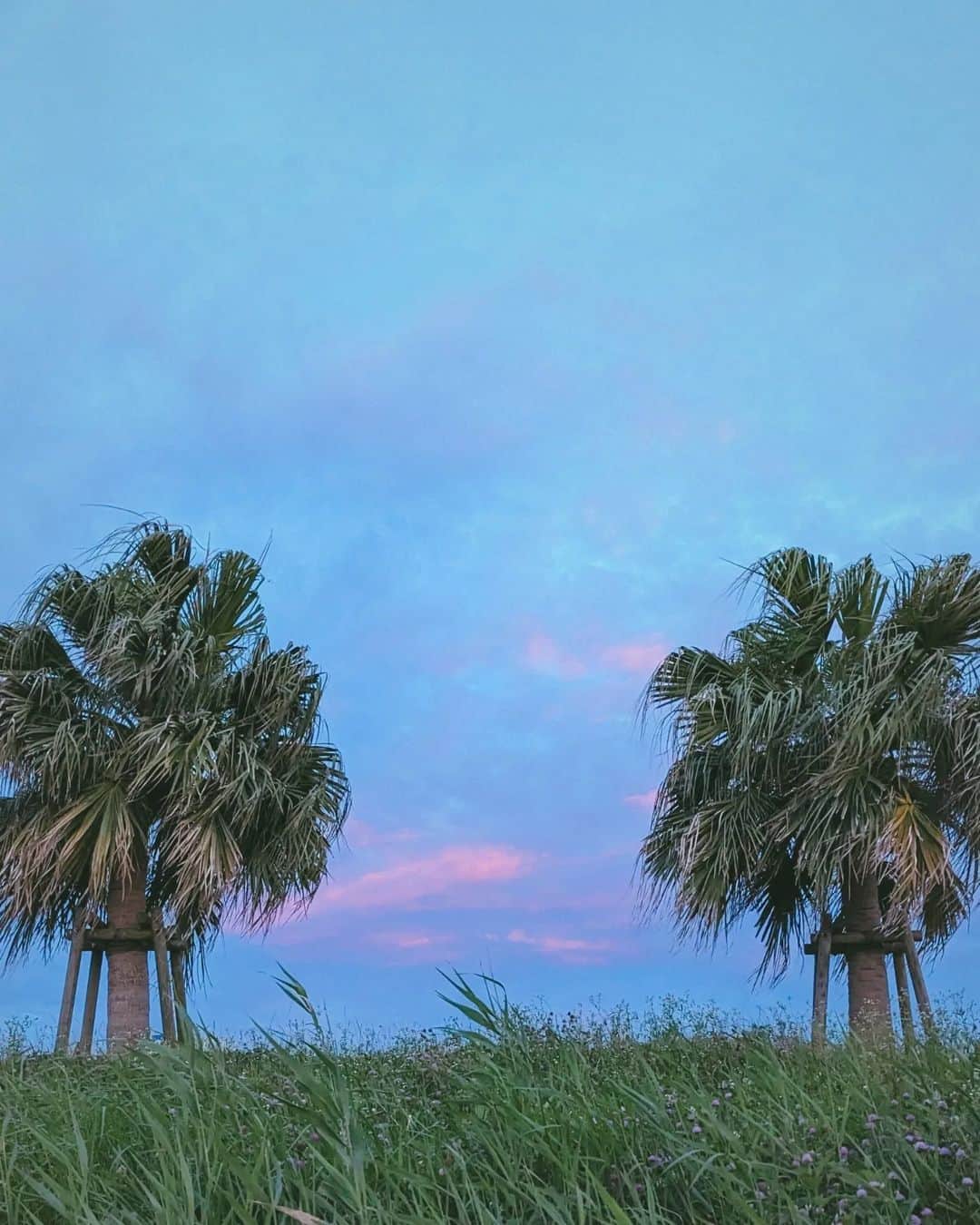 のインスタグラム：「🌴🌴  #summer #sunset」