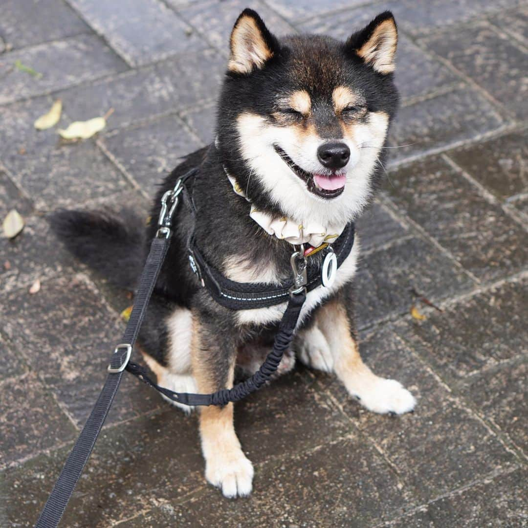 黒豆柴こむぎのインスタグラム：「雨が止んでから、あさんぽ🐾🐾に行ったよ。週末の天気予報の雨マークが消えたけど、いつ梅雨明けするんだろう🤔2023.07.19  ⭐･*･✩･*･⭐･*･✩･*･⭐･*･✩･*･⭐ ボクのLINE公式アカウントが出来たよ。 ボクとお友だちになって、以下の メッセージを送ってみてね。お返事するよ😘 「こむぎくん」「おはよう」「こんにちは」 「おやすみ」「おしくらまんじゅう」 「変顔して」「こんばんは」「ただいま」 「遊ぼう」「本性見せて」  https://lin.ee/qCJvtxa ハイライト、プロフィールからも飛べます❣️ ⭐･*･✩･*･⭐･*･✩･*･⭐･*･✩･*･⭐  #お散歩大好き #黒豆柴こむぎ #黒豆柴 #豆柴 #黒柴 #柴犬 #柴 #まめしば #しばいぬ #しば #mameshiba #kuroshiba #shibainu #shiba #shibalove #shibalovers #shibastagram #shiba_snap #shibasofinstagram #ふわもこ部 #pecoいぬ部 #いぬら部 #proudshibas #thedailyshibainu #ここ柴部 #いぬのきもち #todayswanko #rakutenpet #9gagpets #柴スケッチ」